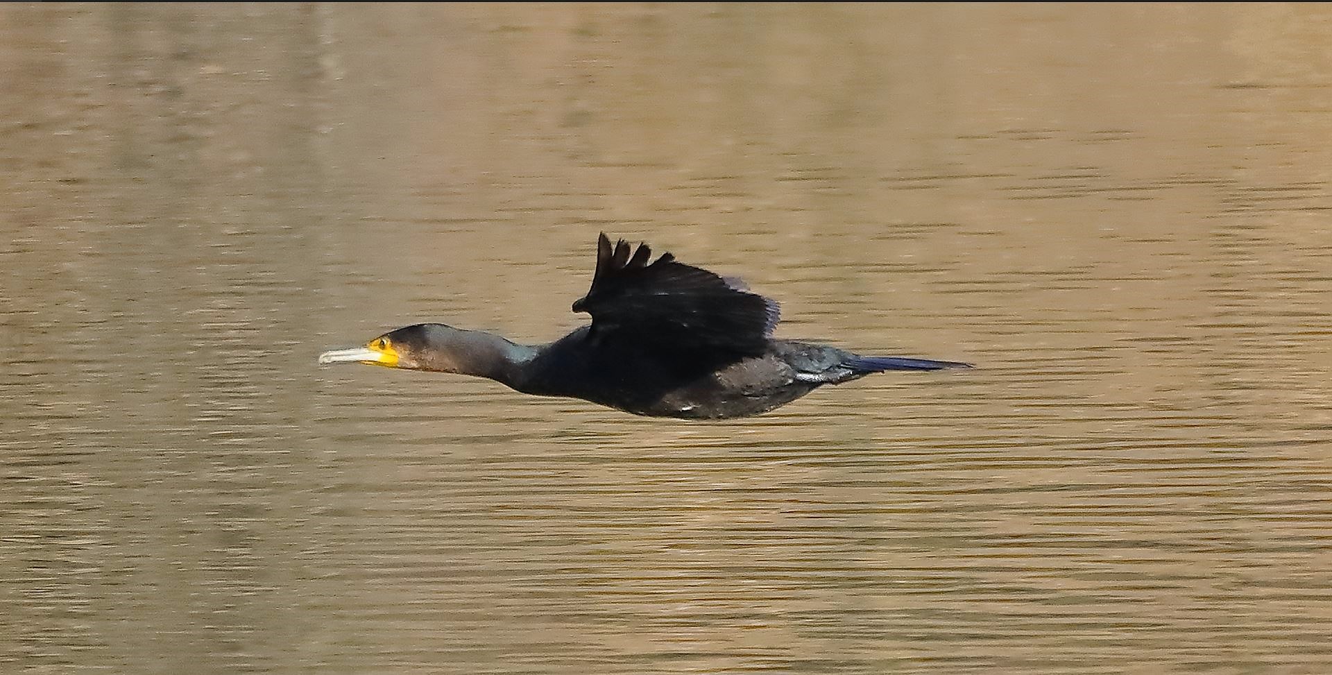 Cormorano 10-03-2023
