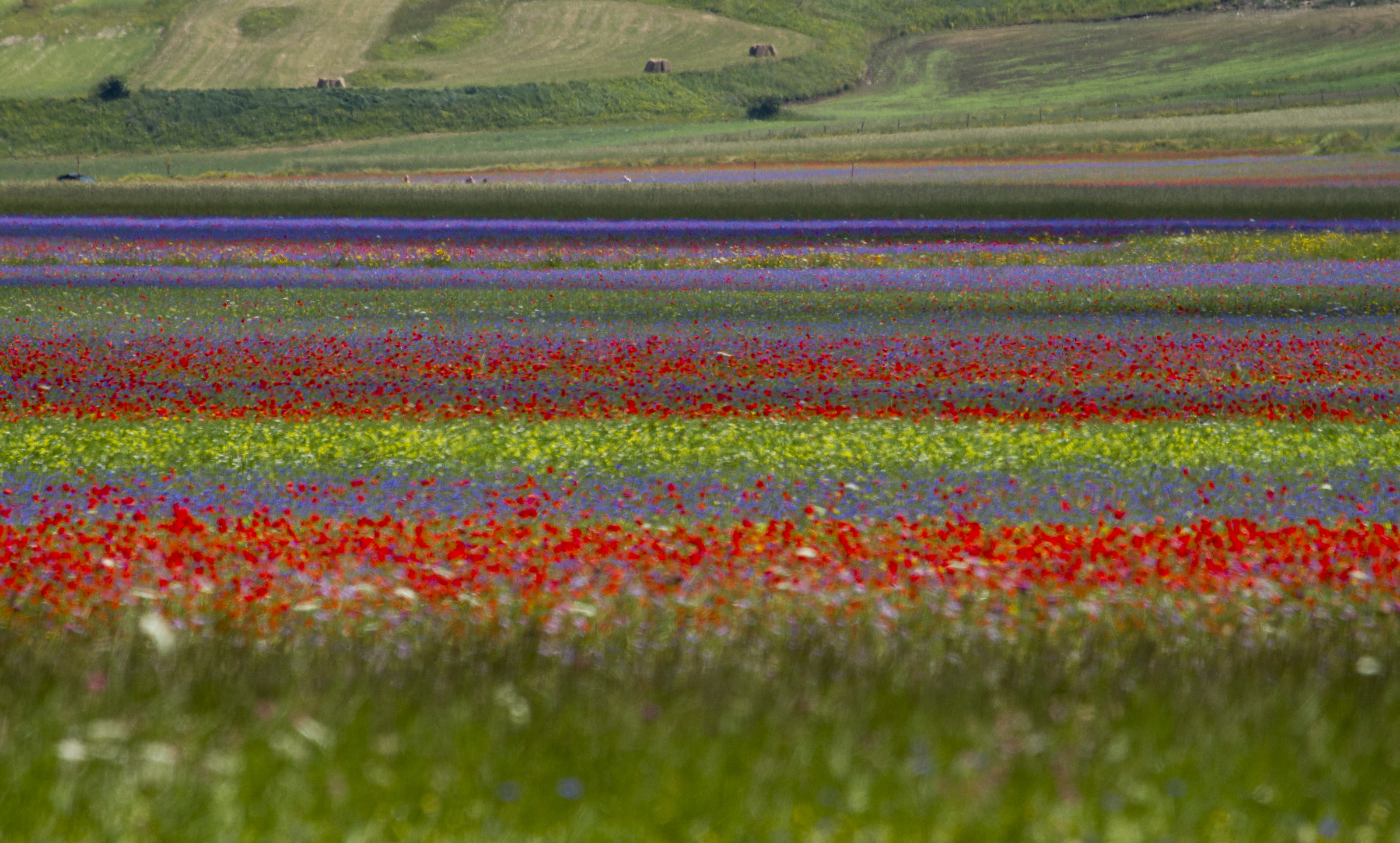 castelluccio fiorita