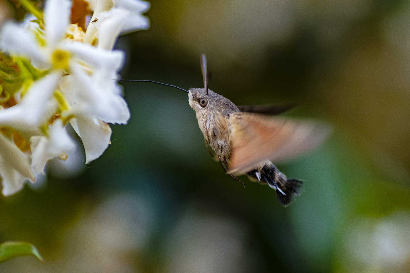 La sfinge del galio-Macroglossum stellatarum
