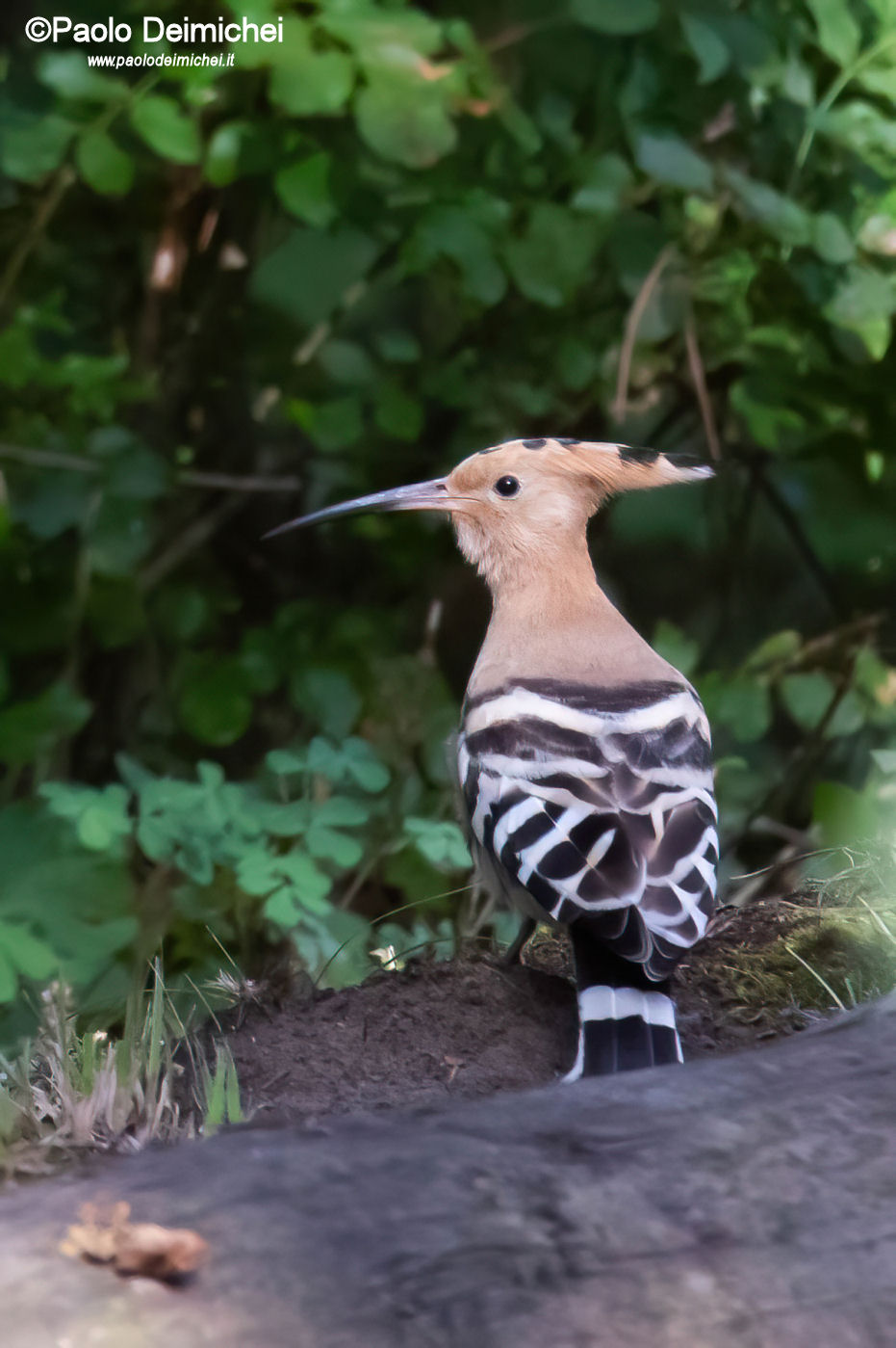 Hoopoe in Marco's Biotope (Trentino, September 2021)