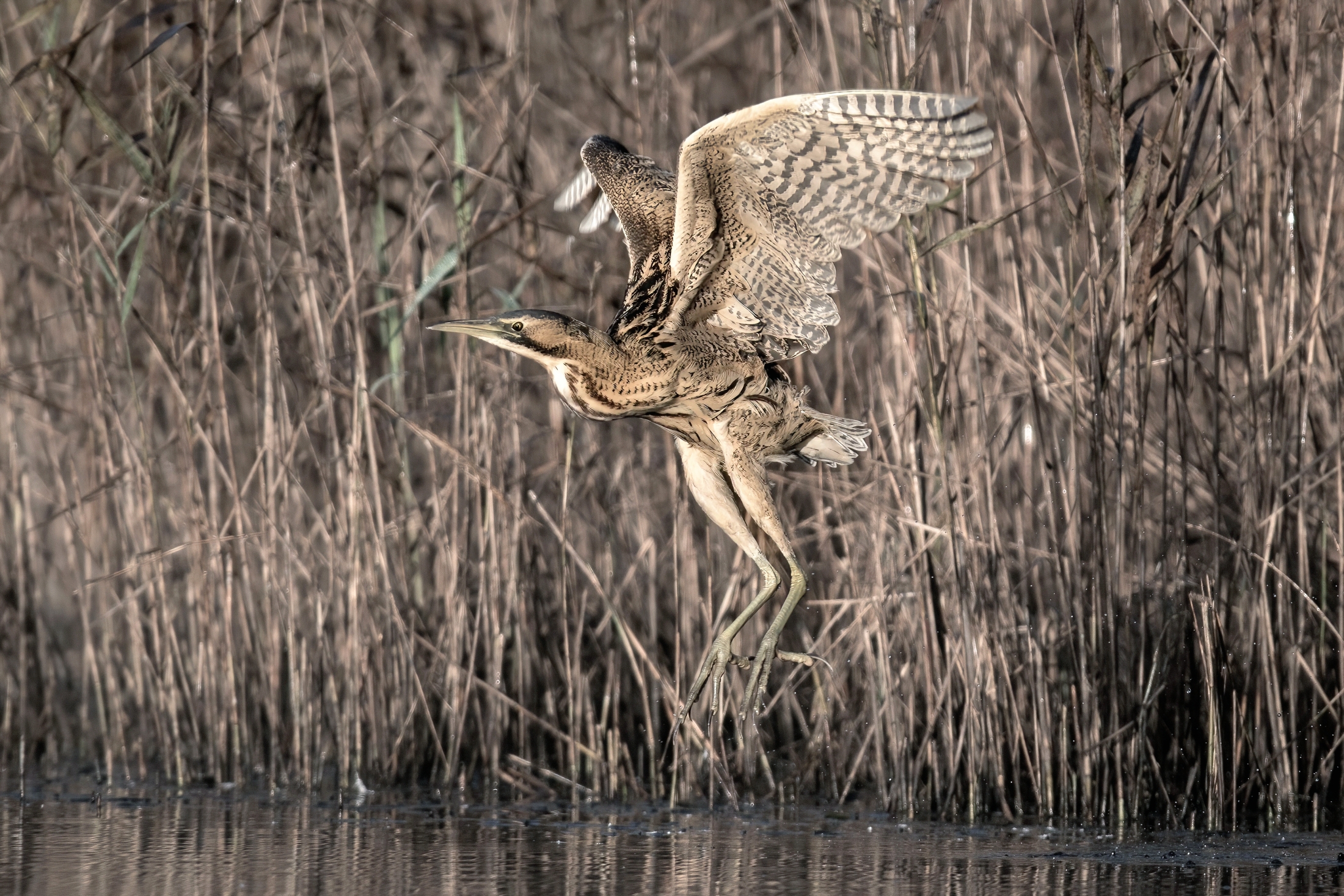 Bittern (Botaurus stellaris)