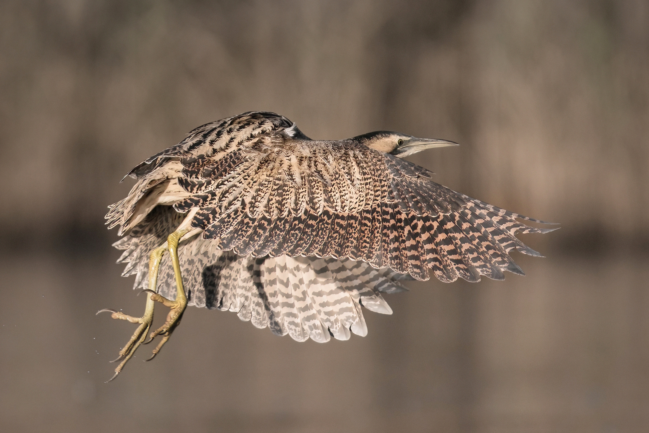 Bittern (Botaurus stellaris)