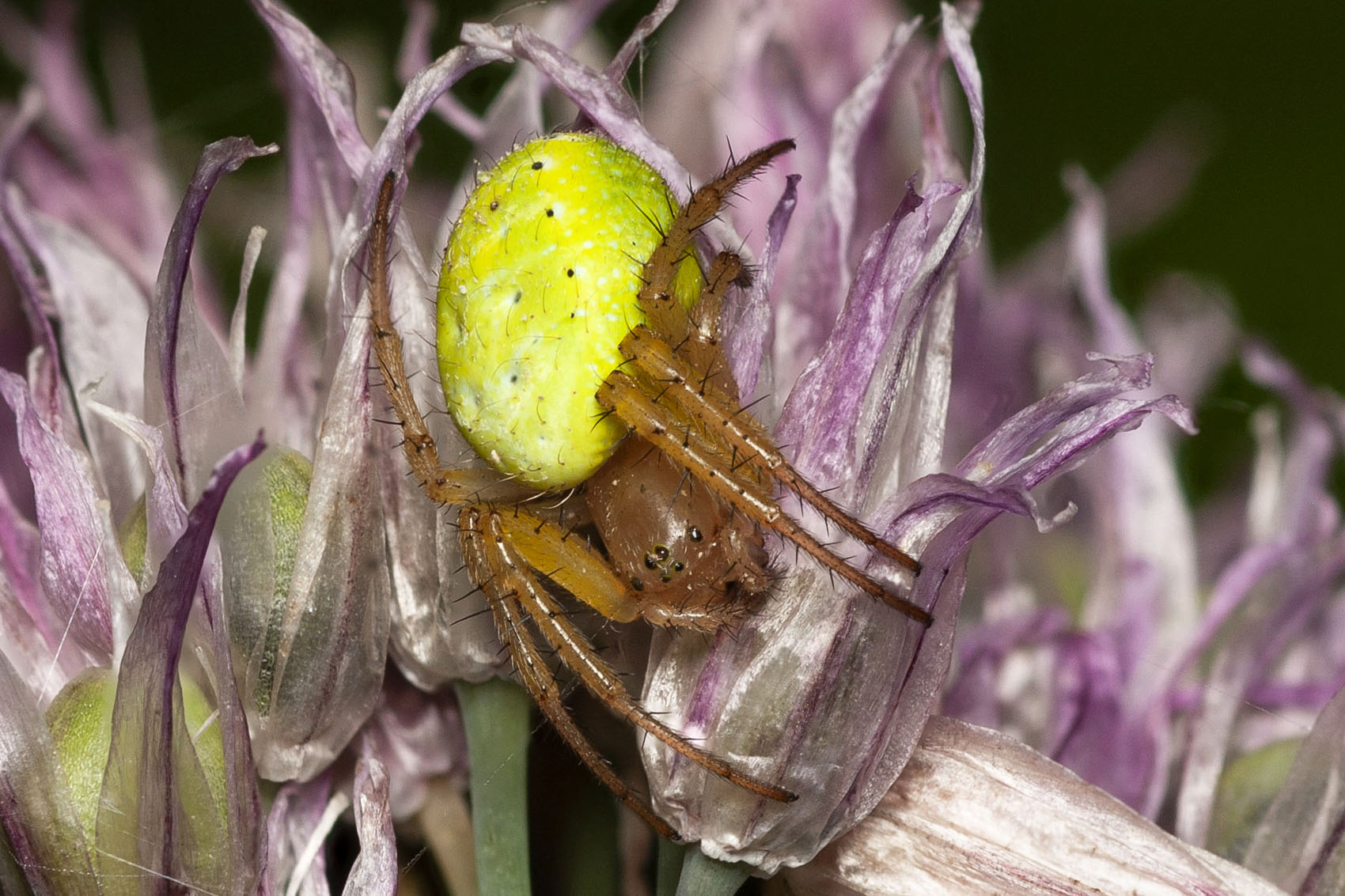 Araniella cucurbitina - (Araneidae)
