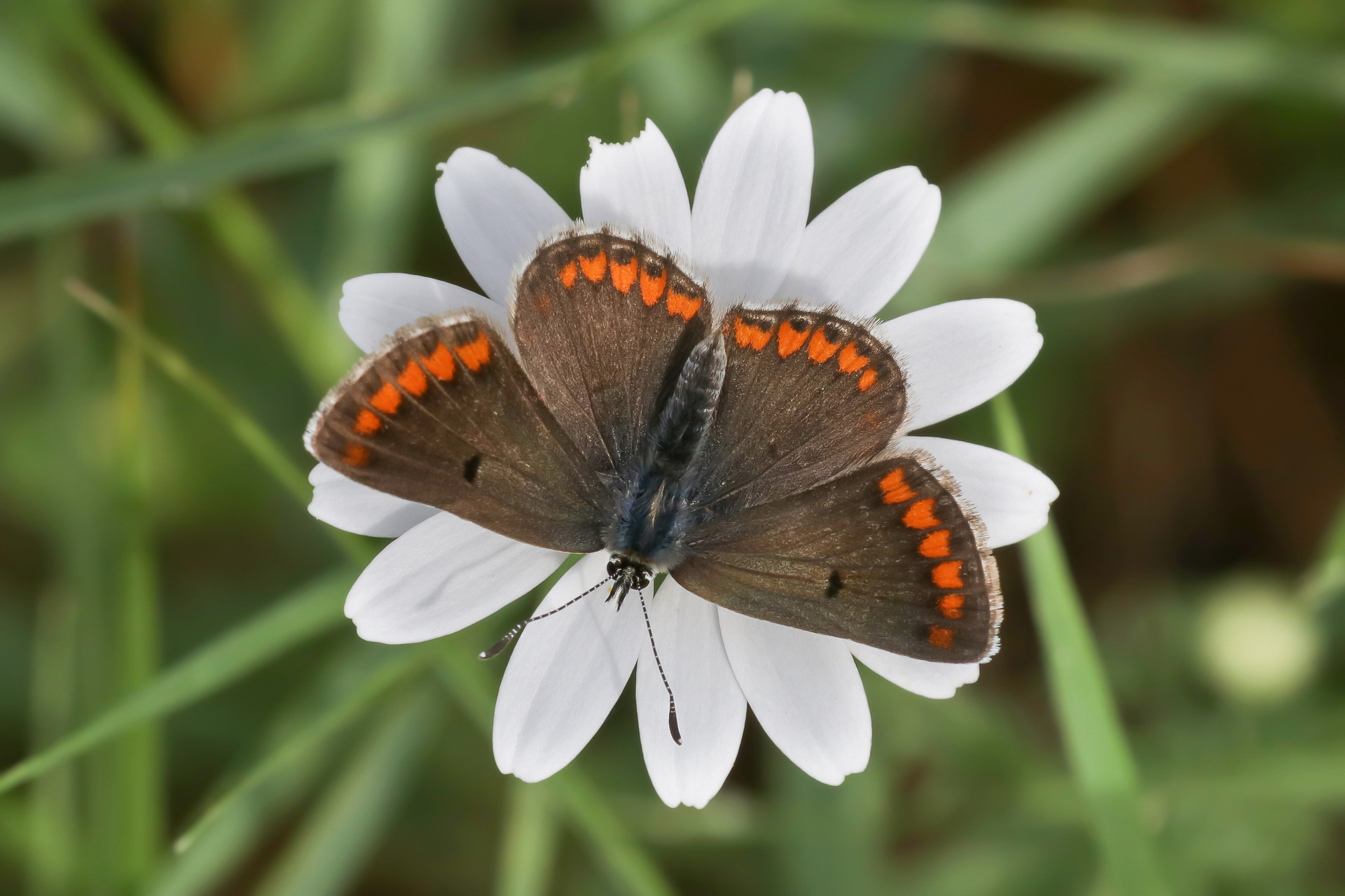 Aricia agestis