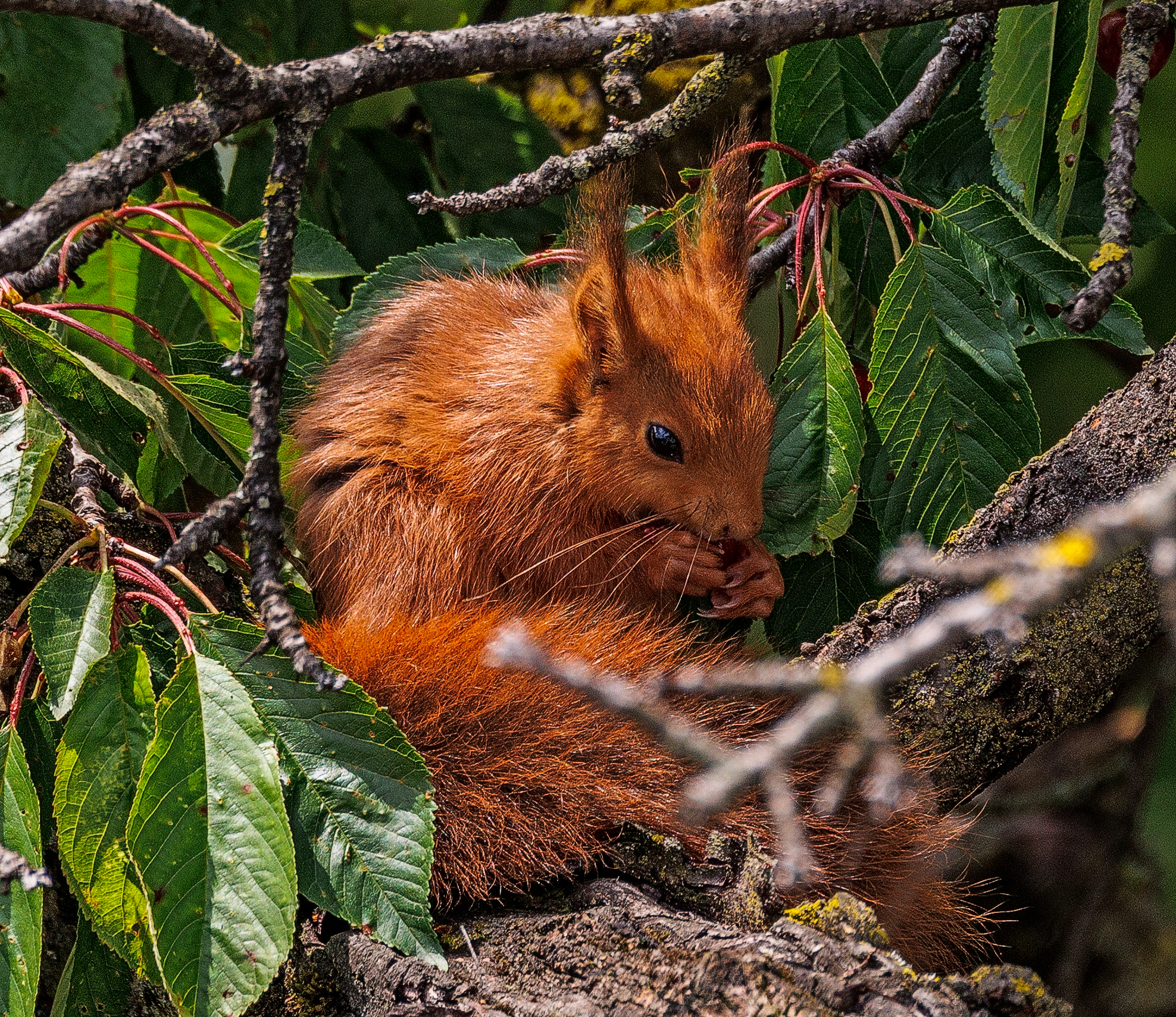 A pranzo con le ciliege