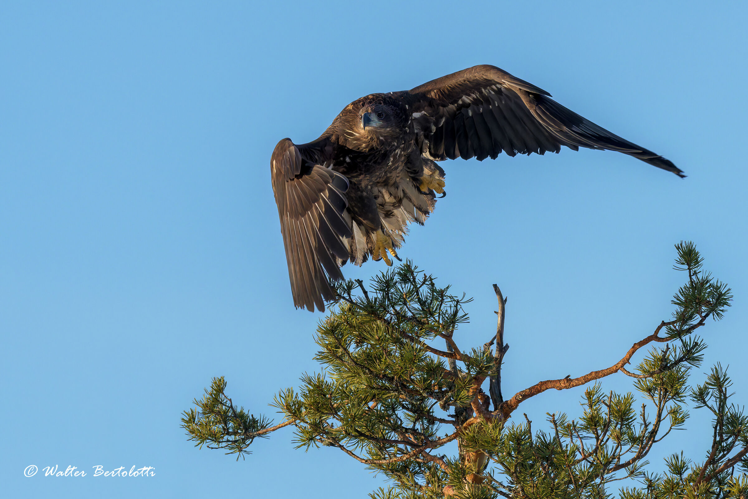 codabianca in stacco