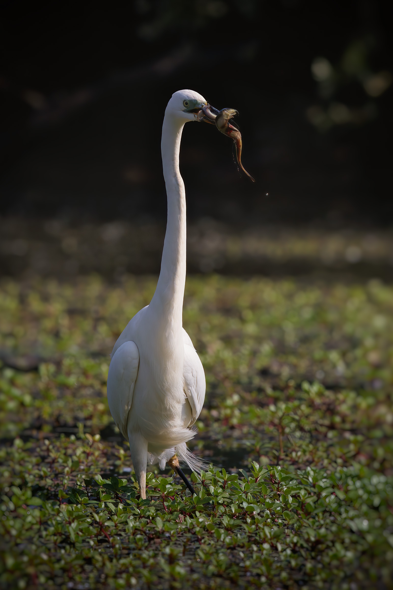 Great white heron