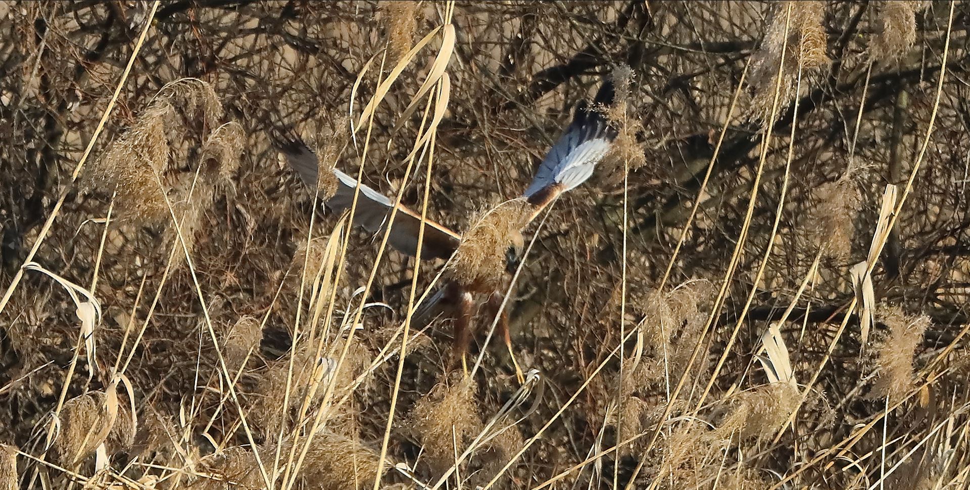 Falco di palude 03-02-2023