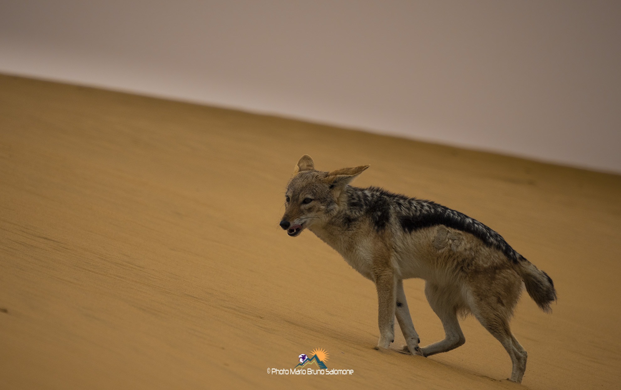 Sciacallo della Gualdrappa e dune. Namibia