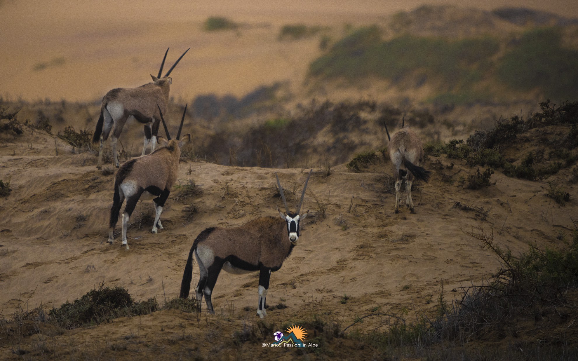 Oryx in the desert.