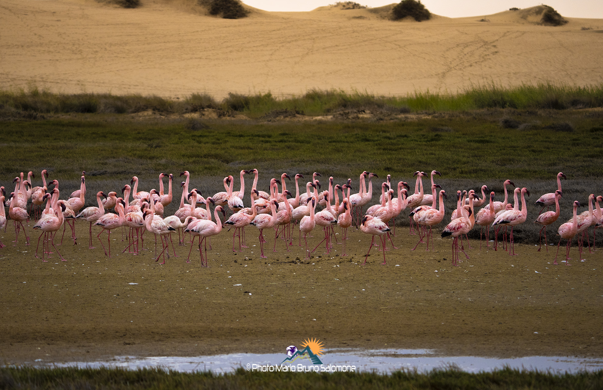 Prevailing colors; rose. Flamingos, Namibia