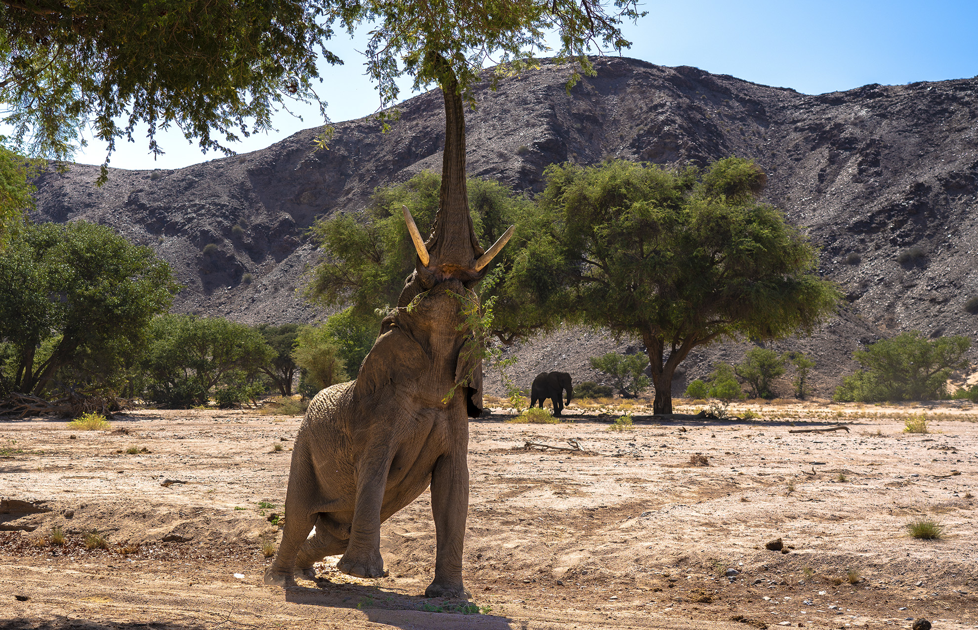 La forza dell fame. Elefante, Kalahary