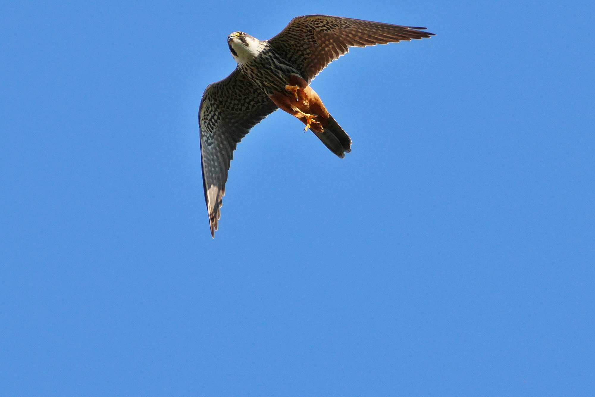 ... the pilgrim.... hunting