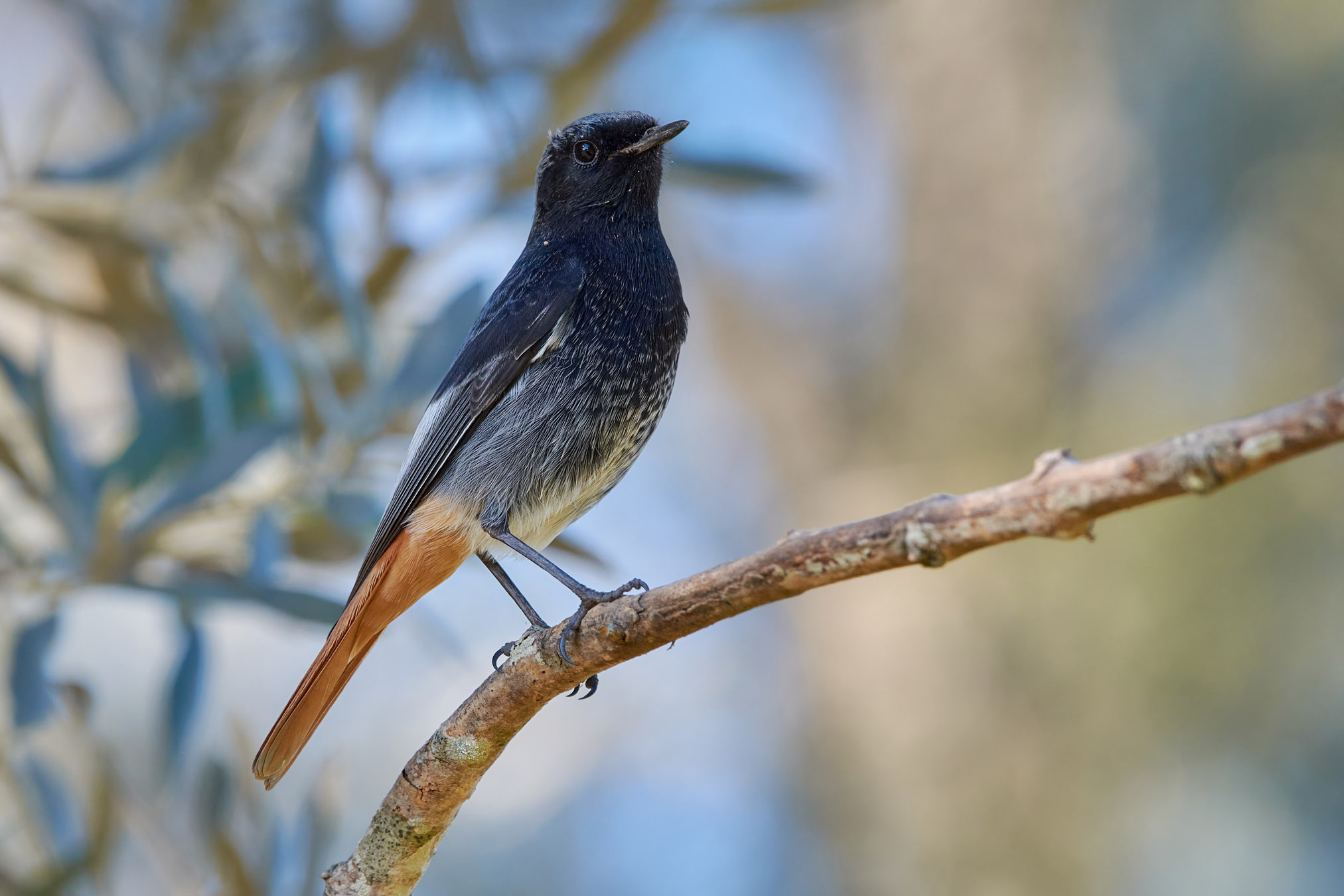 Black redstart