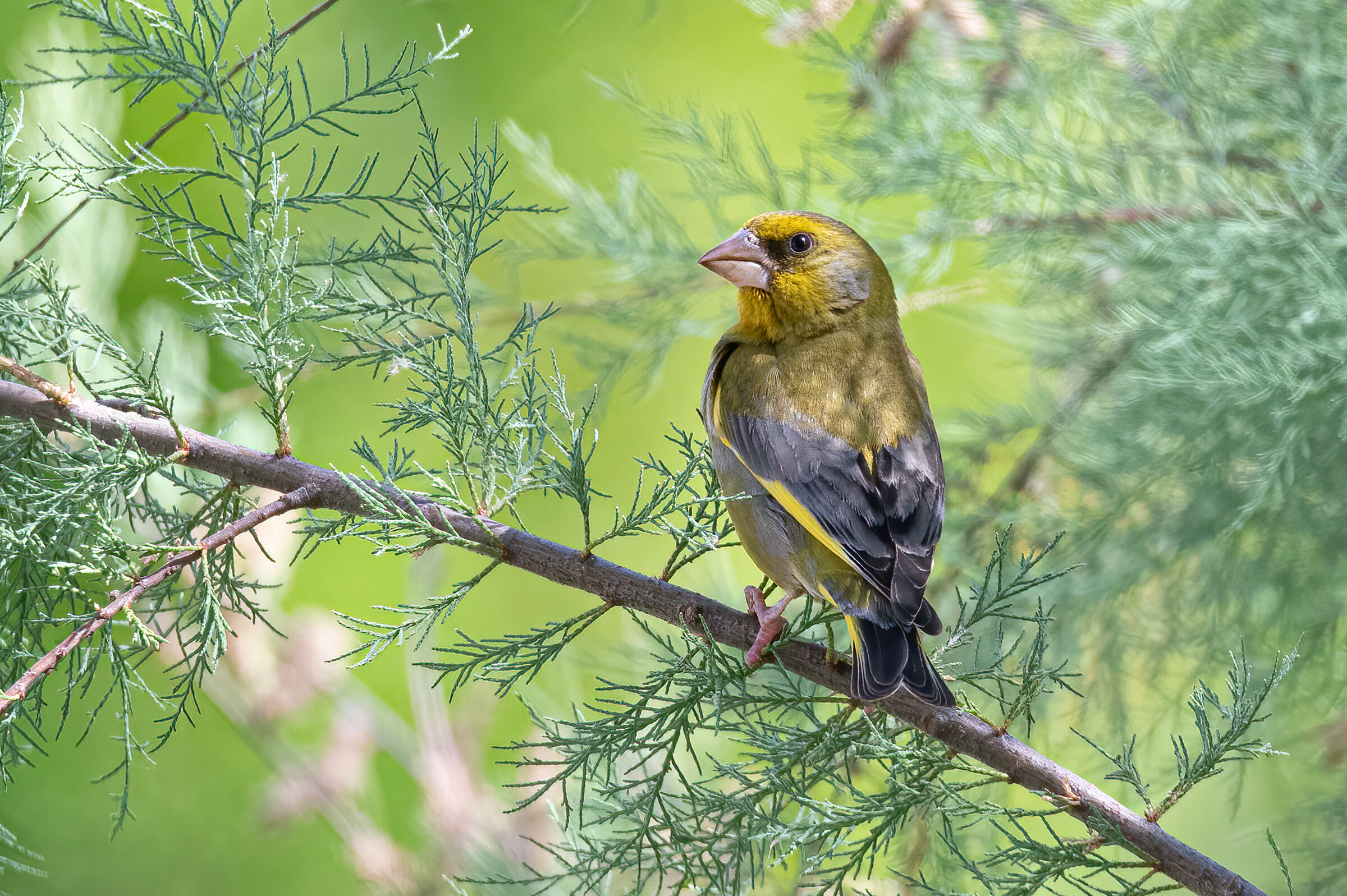 Verdone(Chloris chloris)
