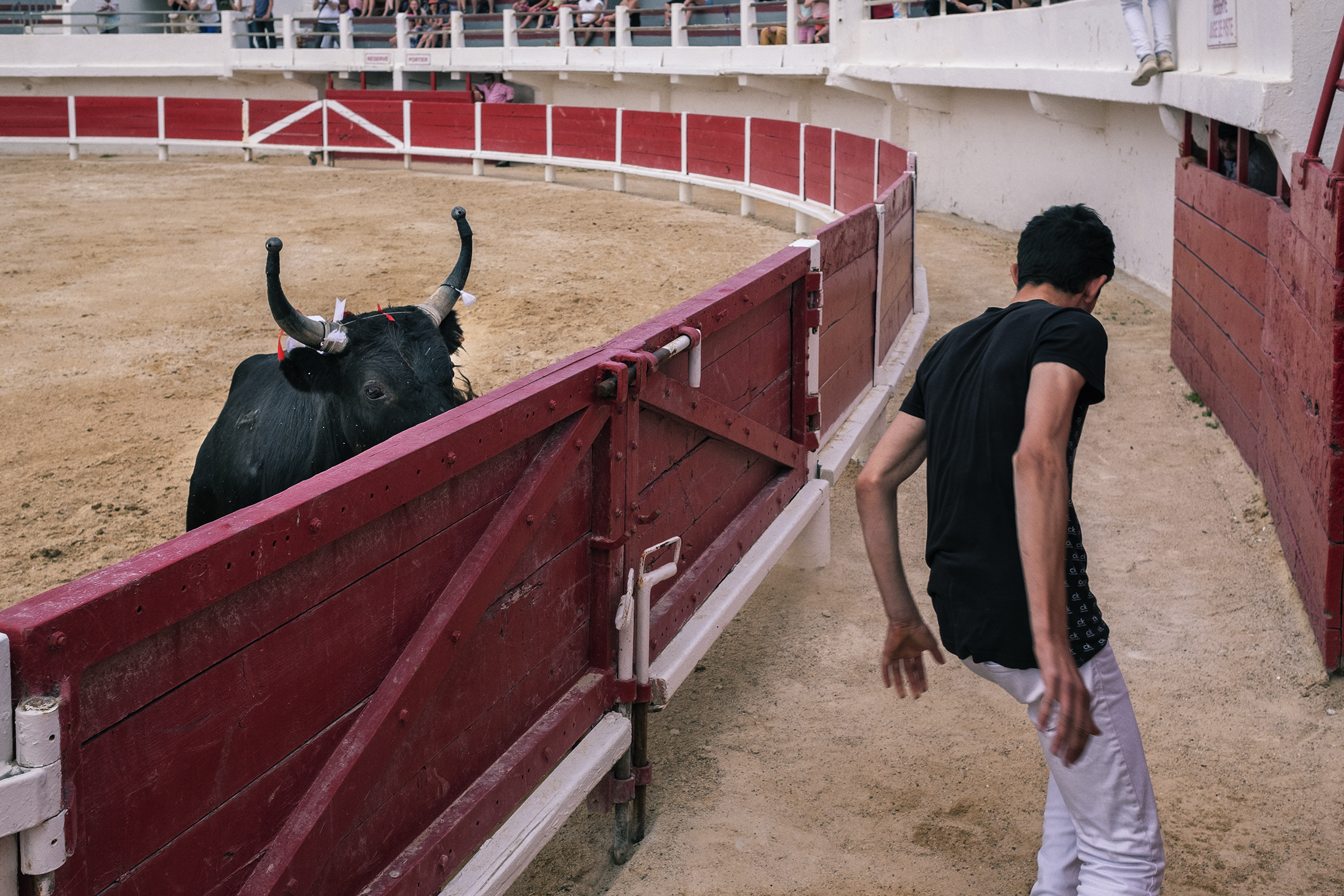 Camargue bullfighting