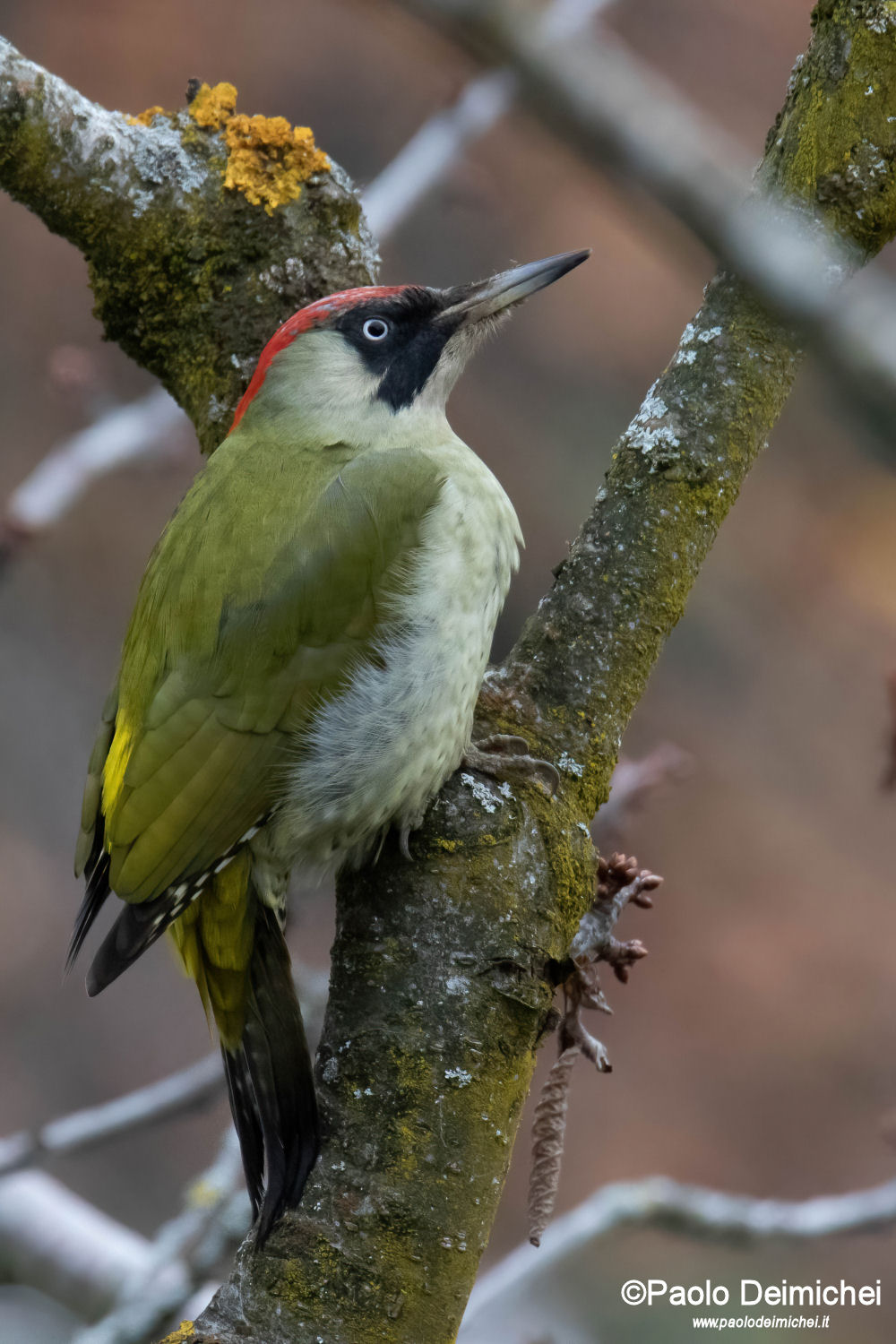 Female green woodpecker in Val di Ronchi (Trentino)