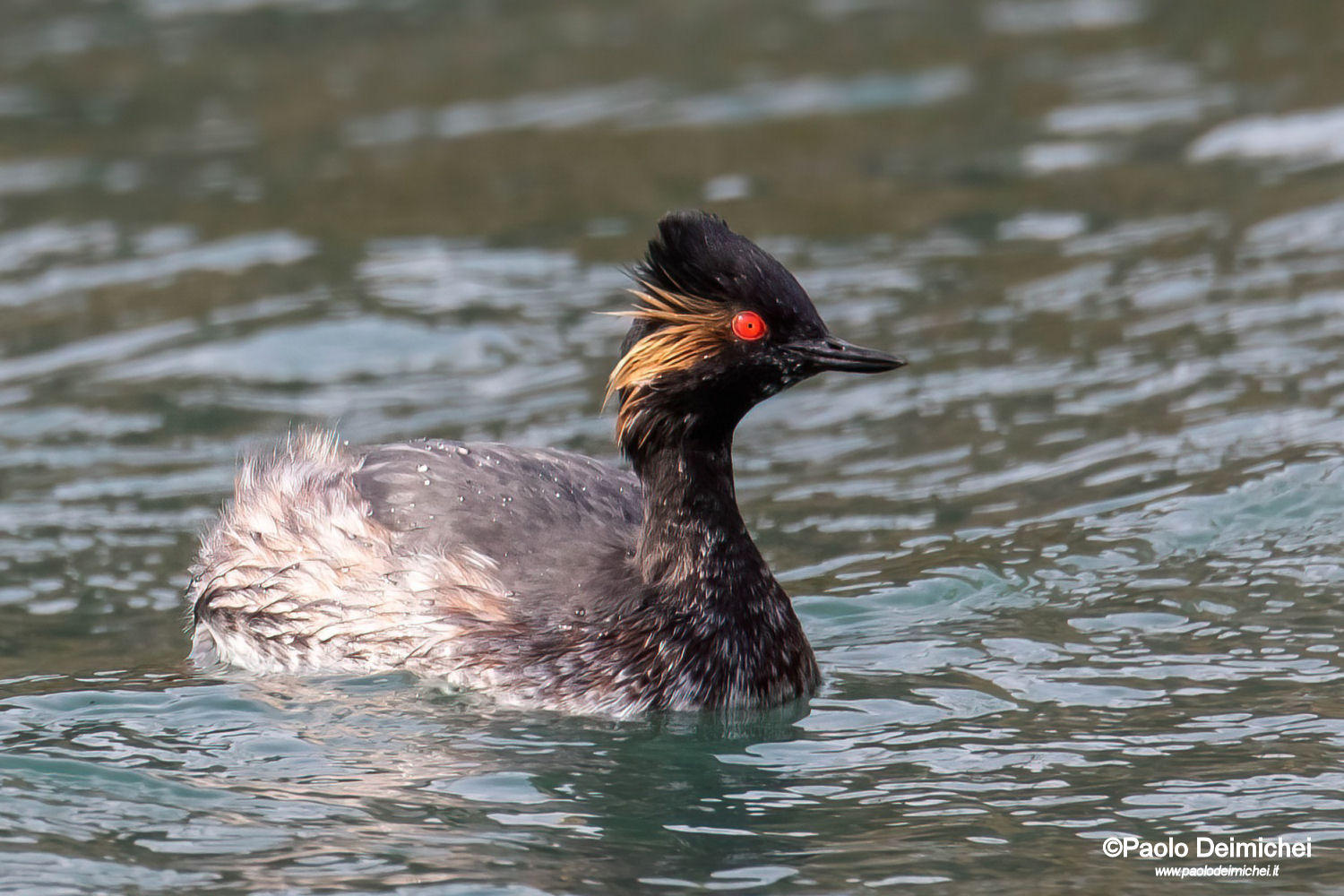 Small grebe in wedding dress (Lake Garda)