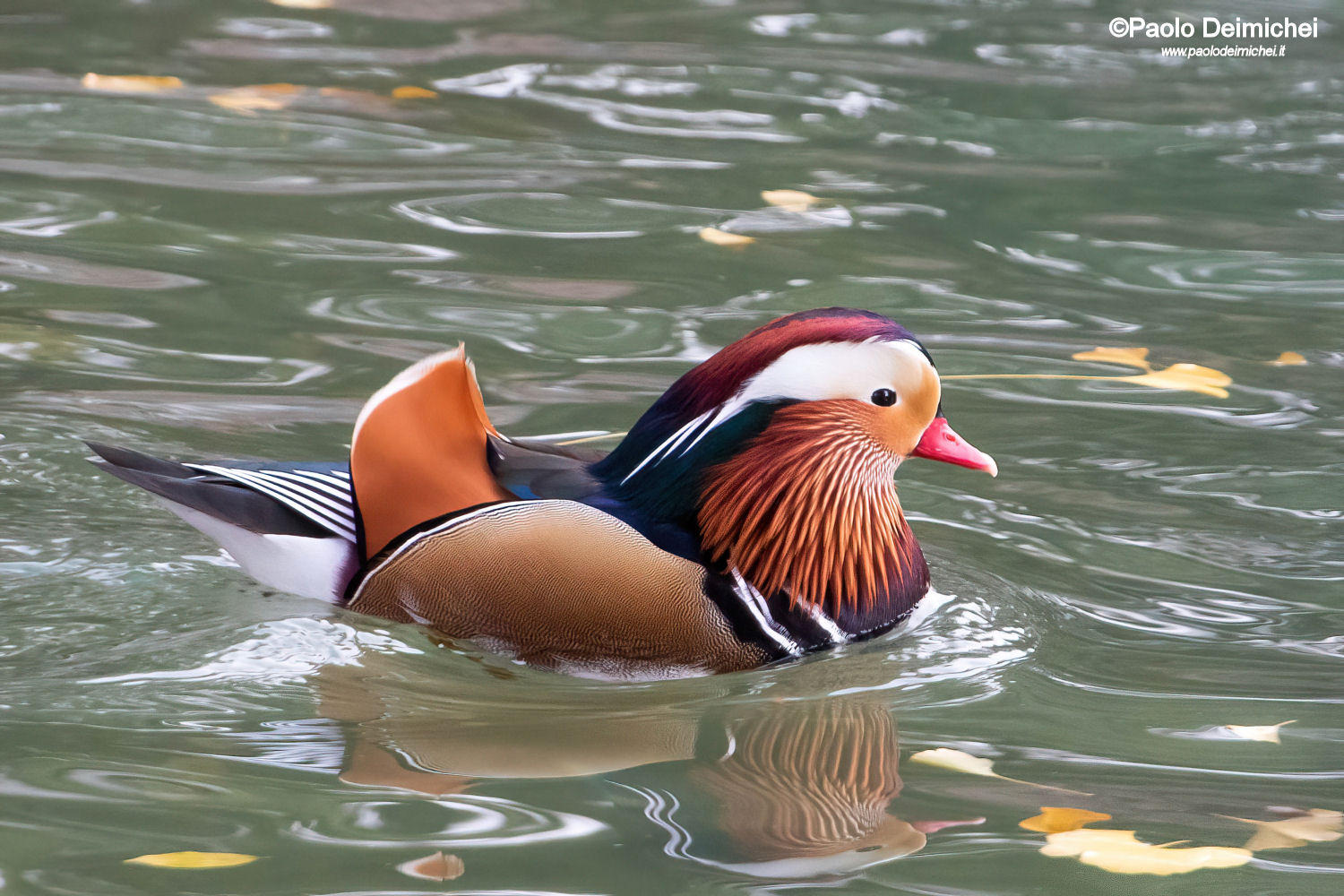 The colorful Mandarin Duck in Rovereto (Trentino)