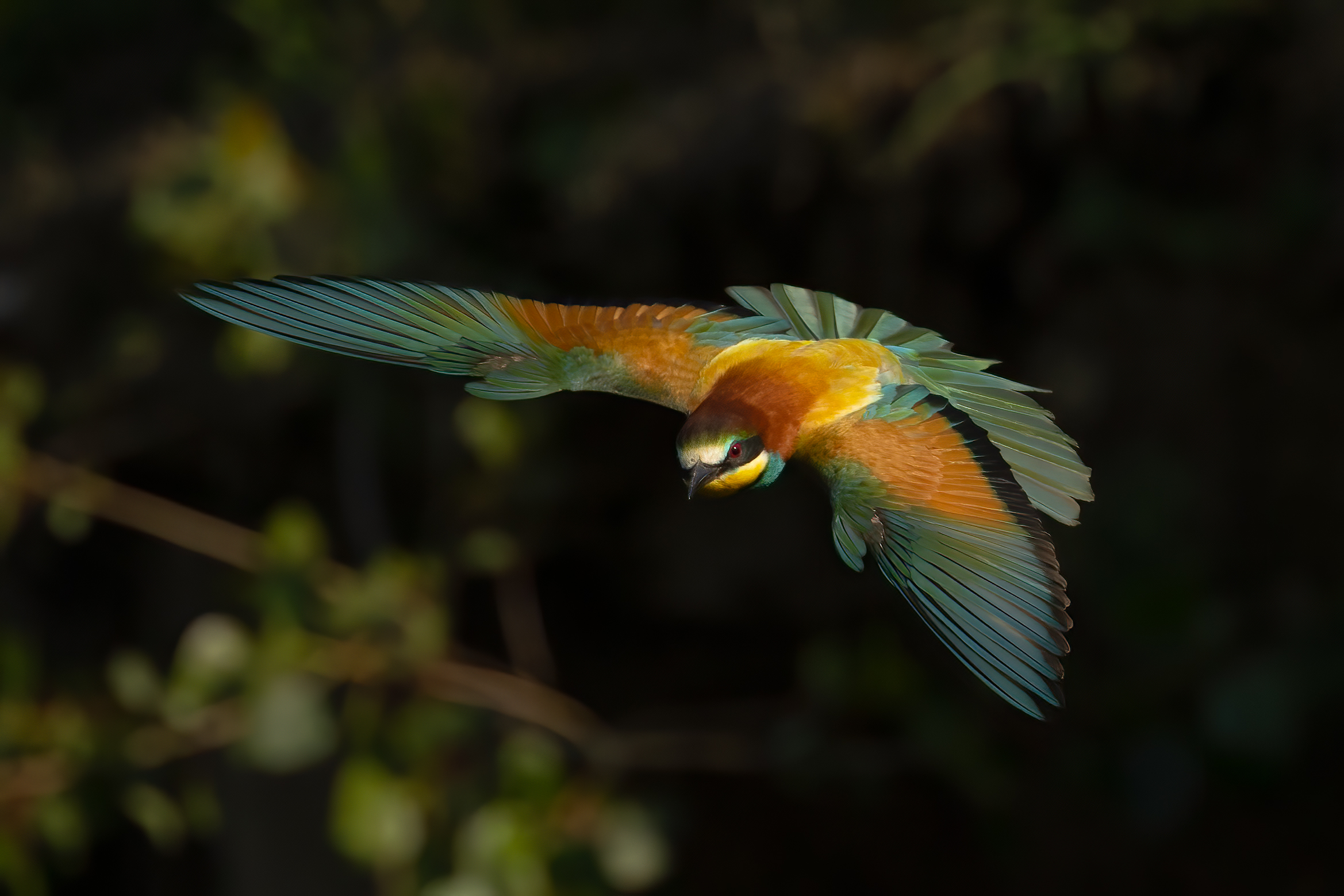 bee-eater