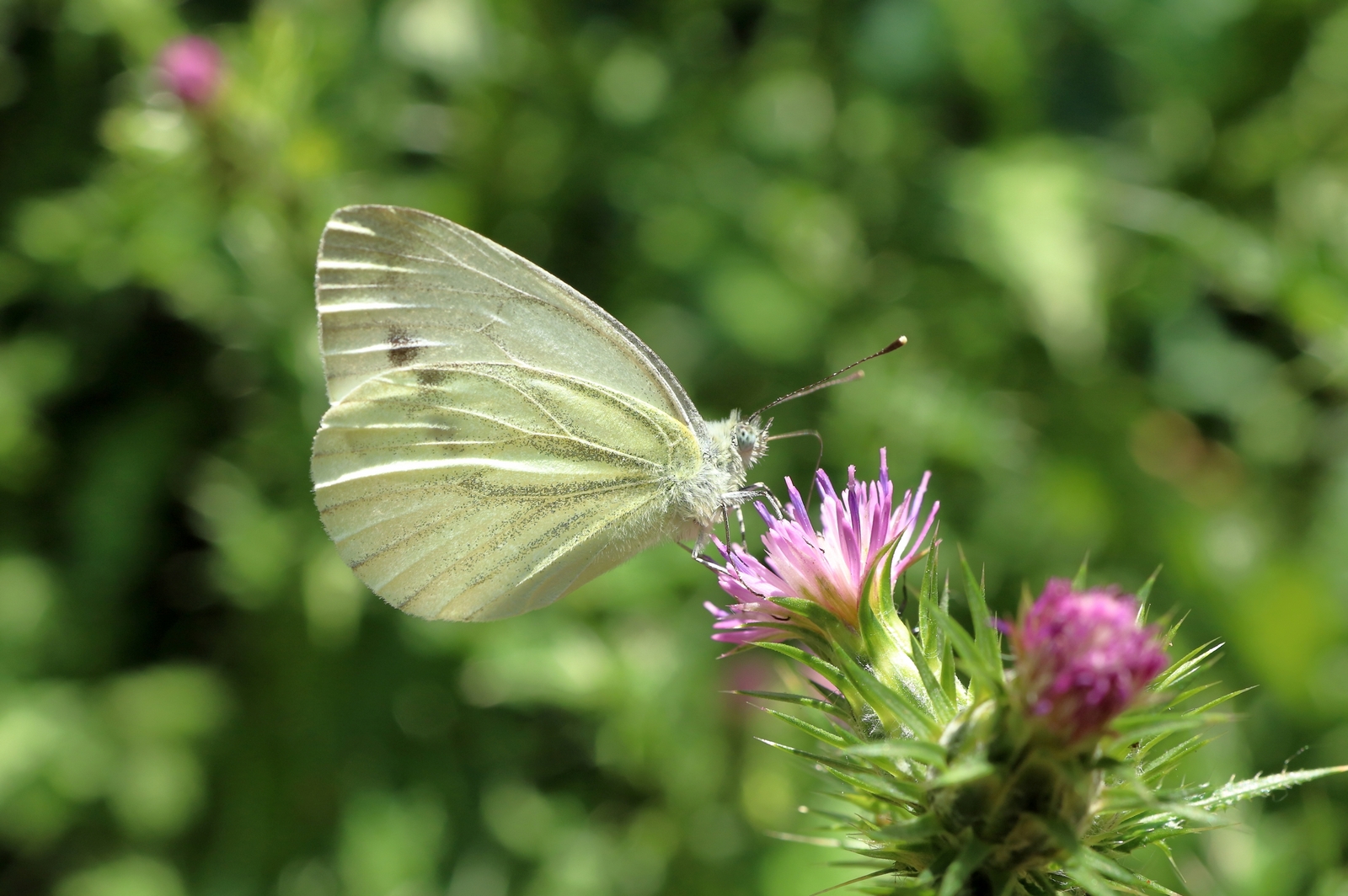 Lepidottero sul fiore