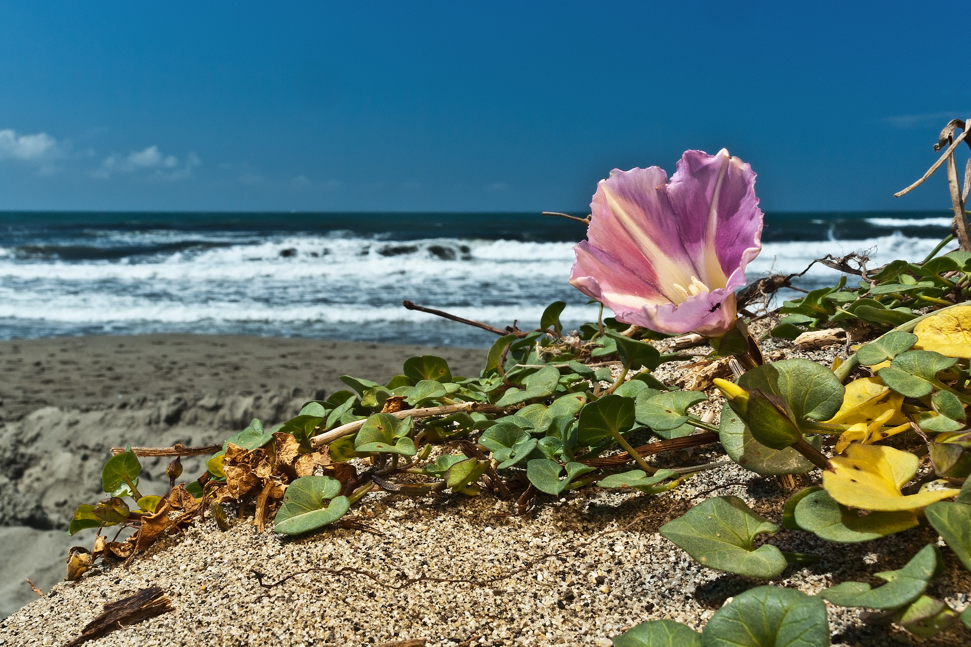 Calystegia soldanella (l.) Roem. & Schult