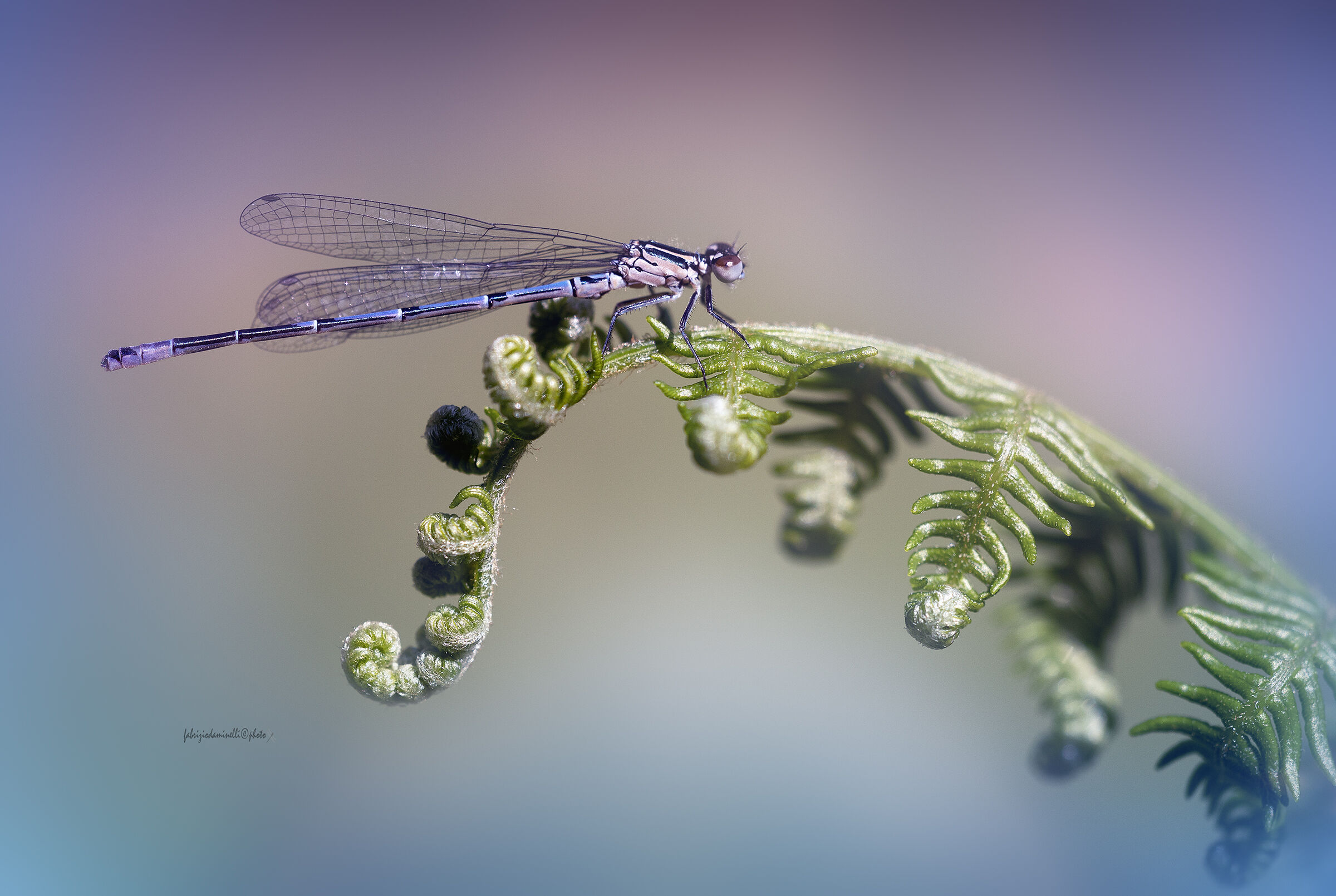 Coenagrion puella - Azure Bluet