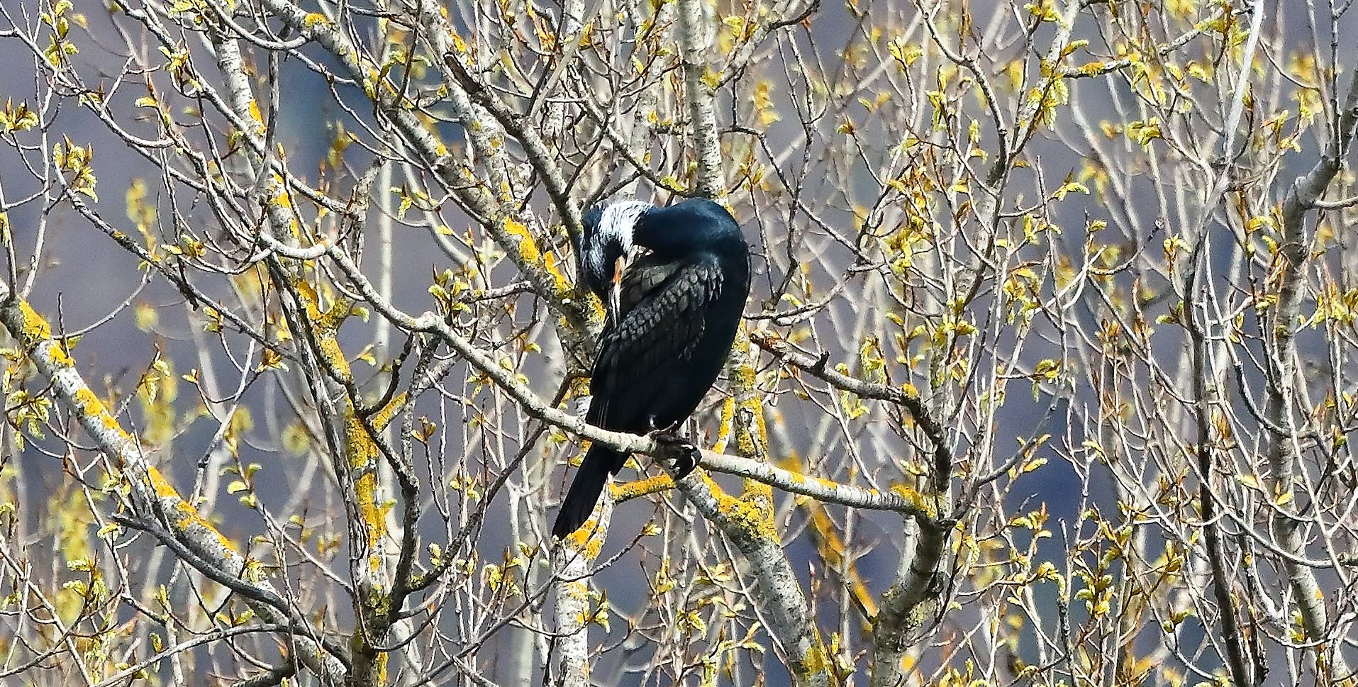 Cormorano 10-03-2023