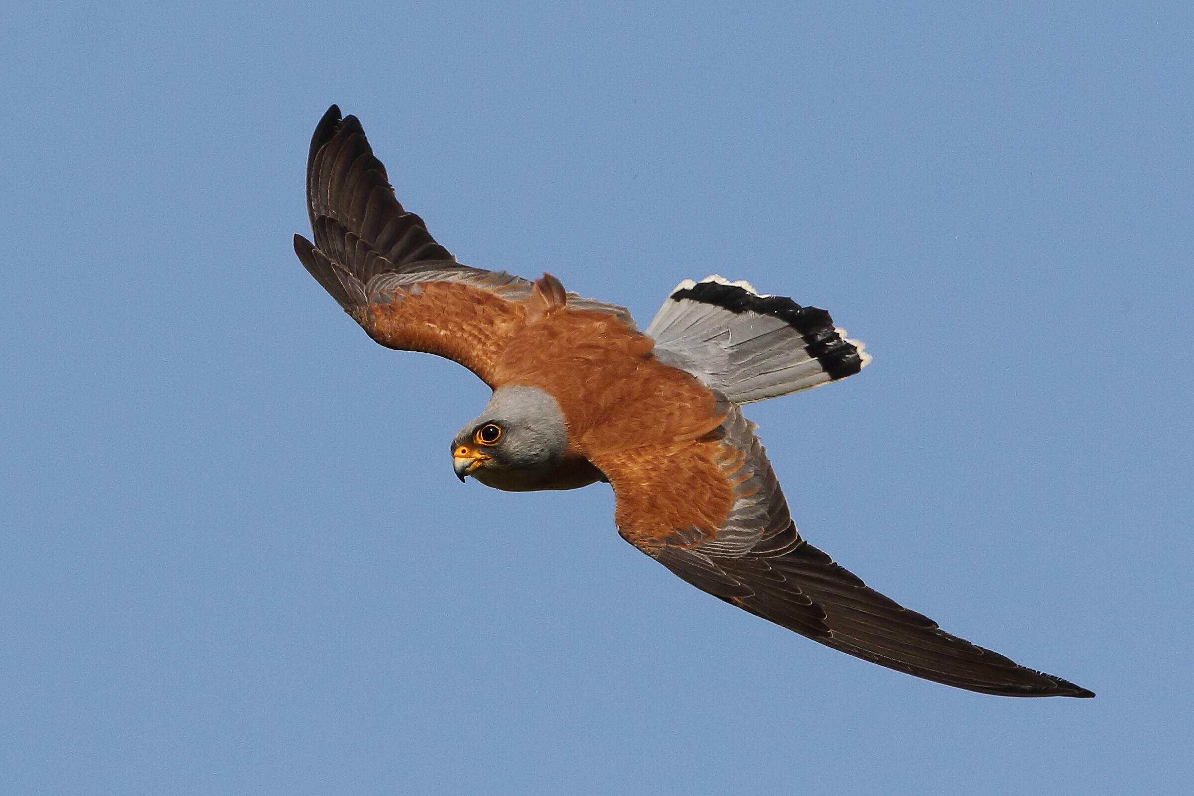 Swooping lesser kestrel