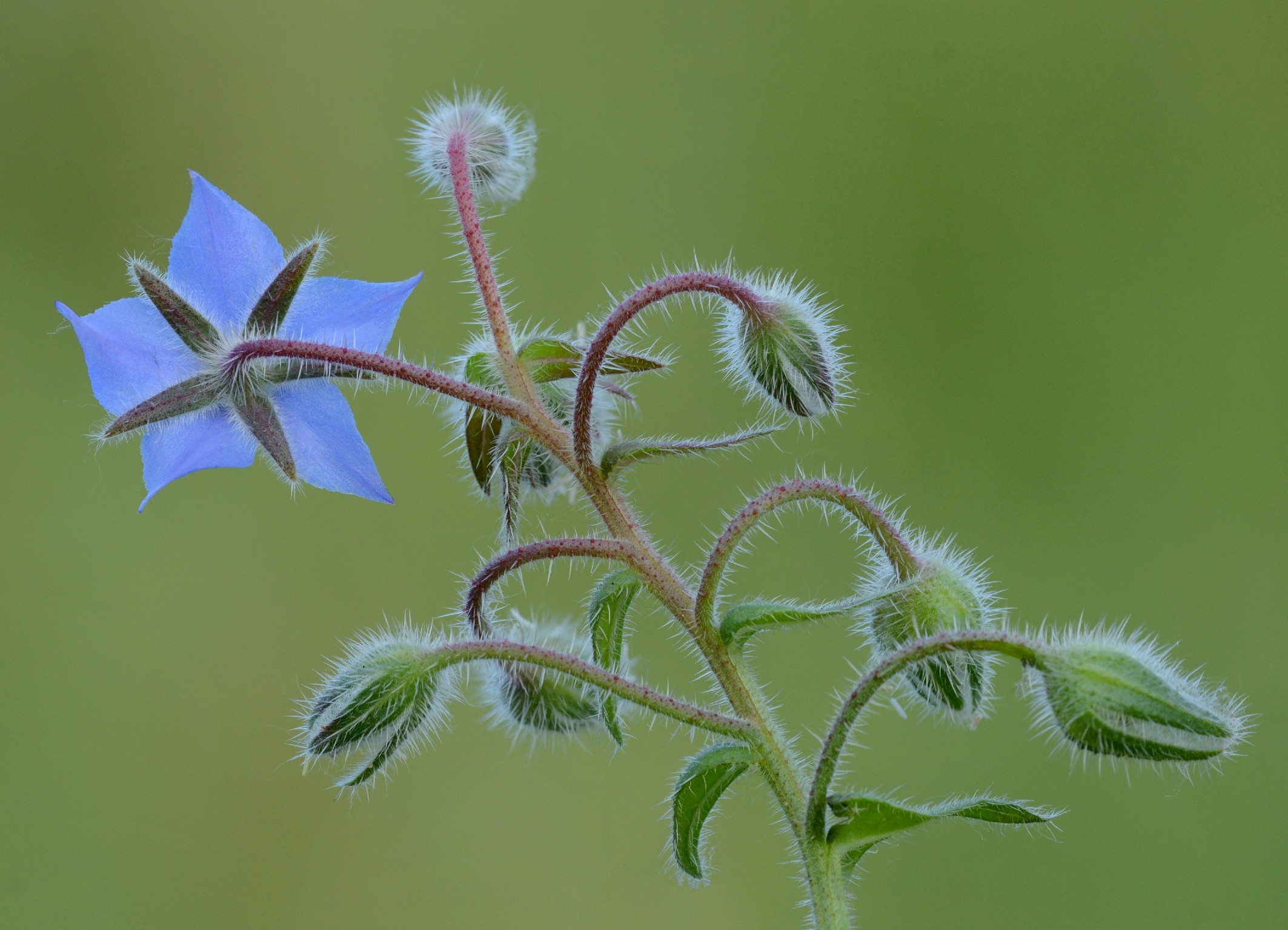 Borage