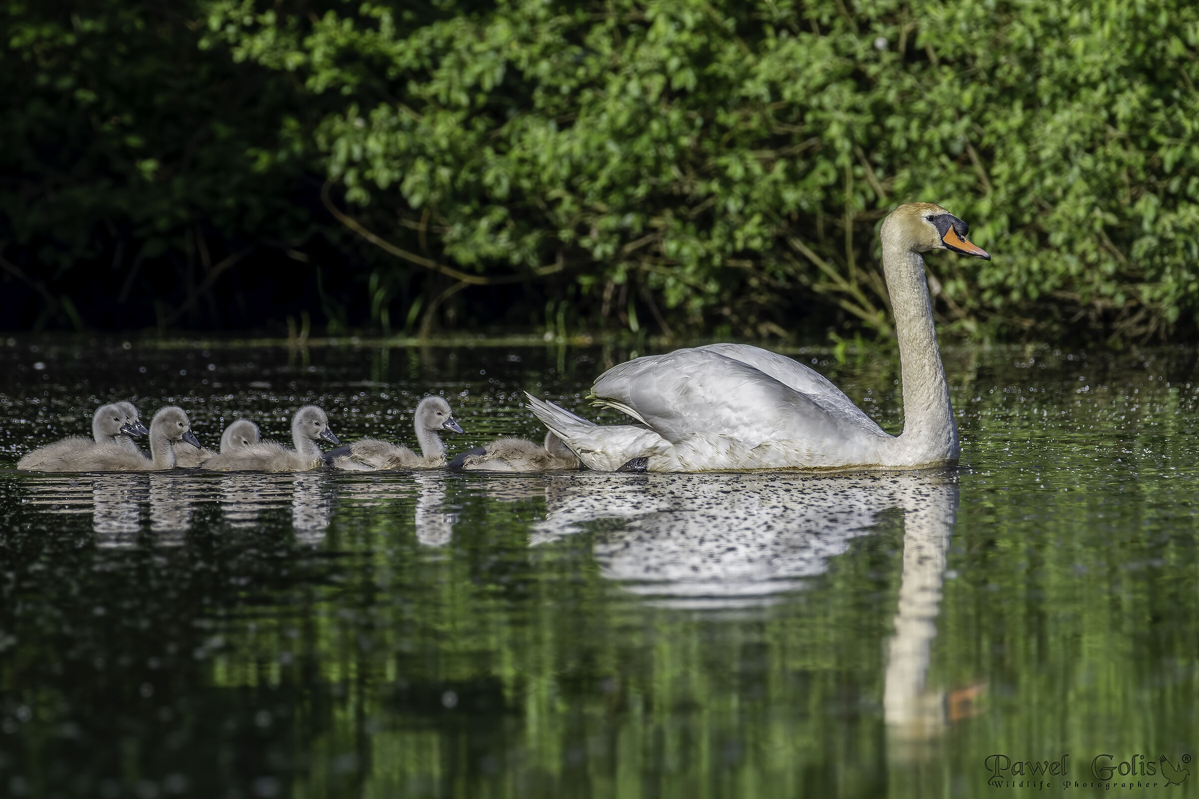 Cigno reale (Cygnus olor)