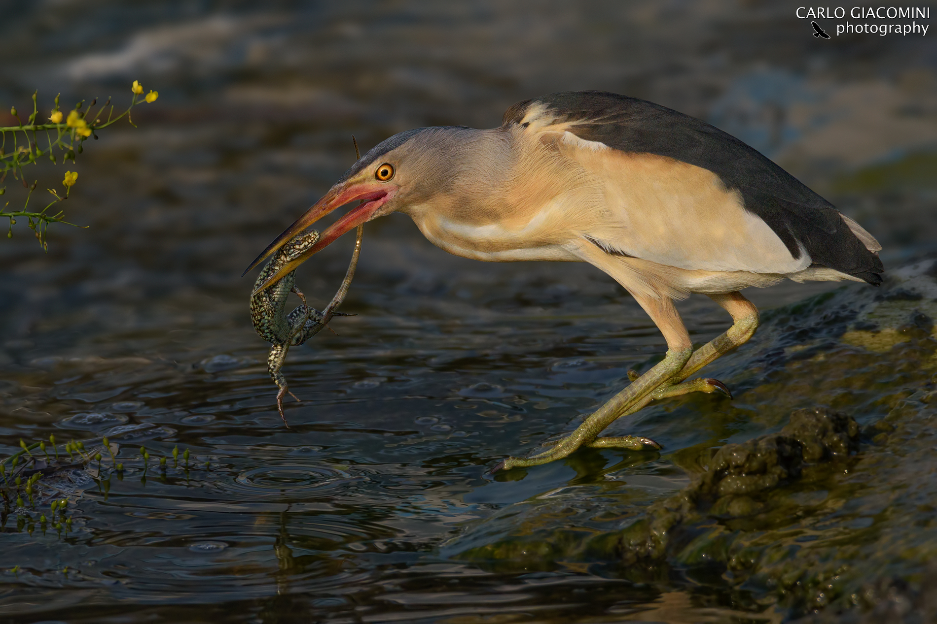 Tarabusino con lucertola