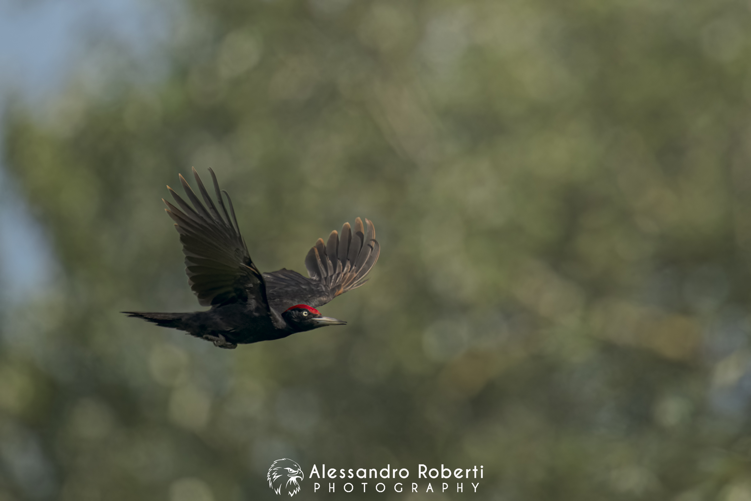 Nikon Z9 + Sony FE 600mm f/4 GM + Sony FE 1.4x + Etz21