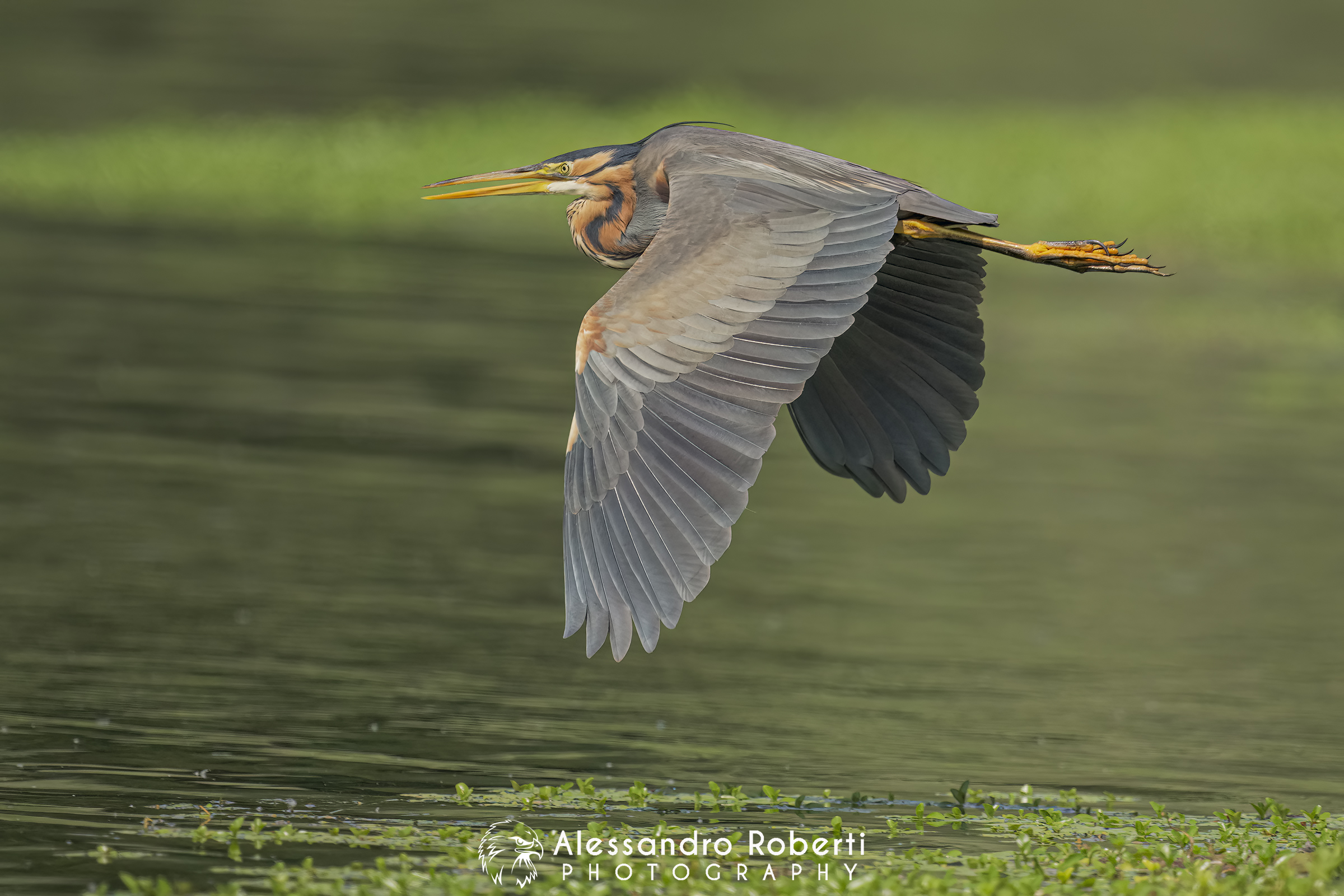 Nikon Z9 + Sony FE 600mm f/4 GM + Sony FE 1.4x + Etz21