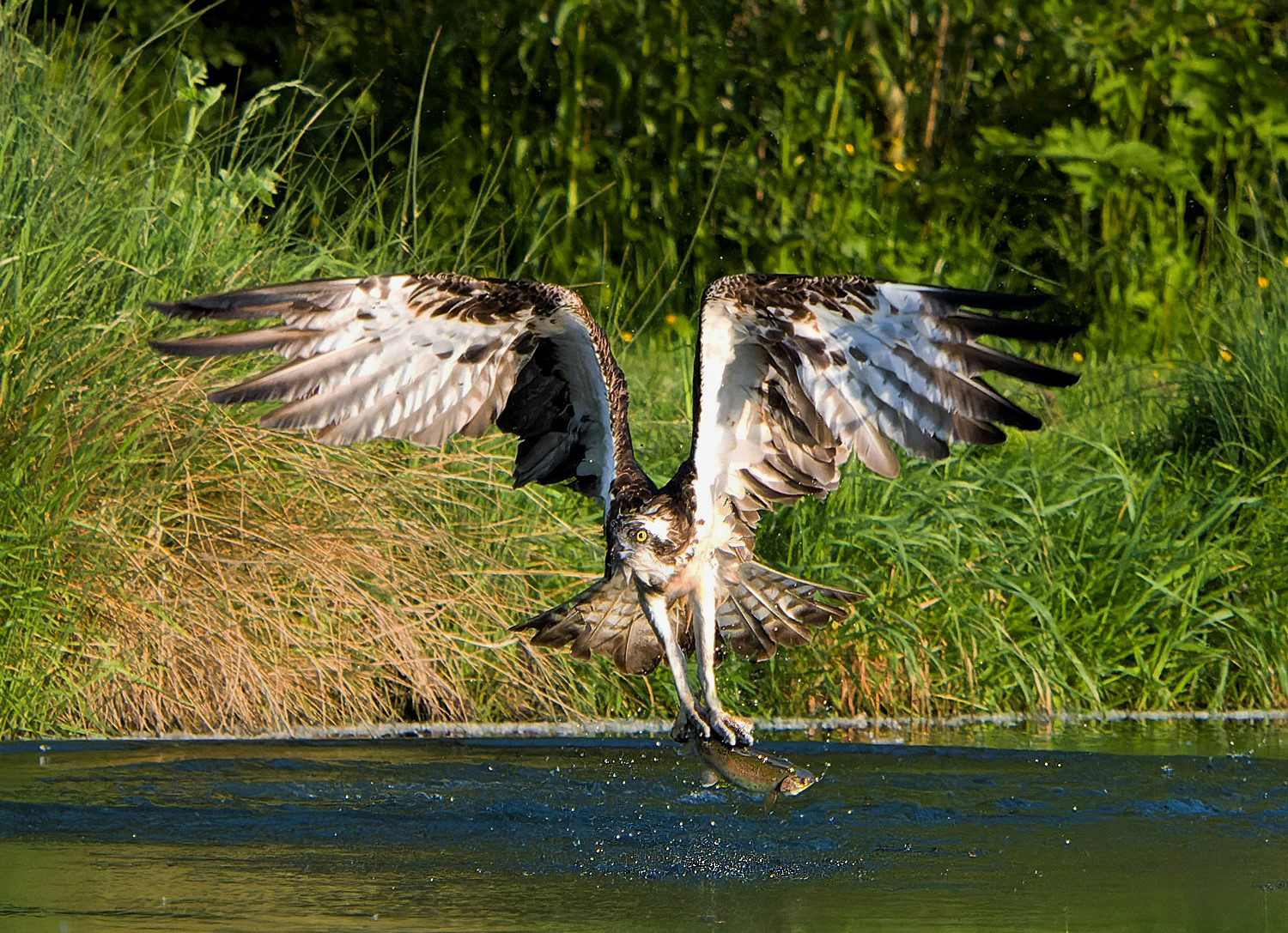 Osprey