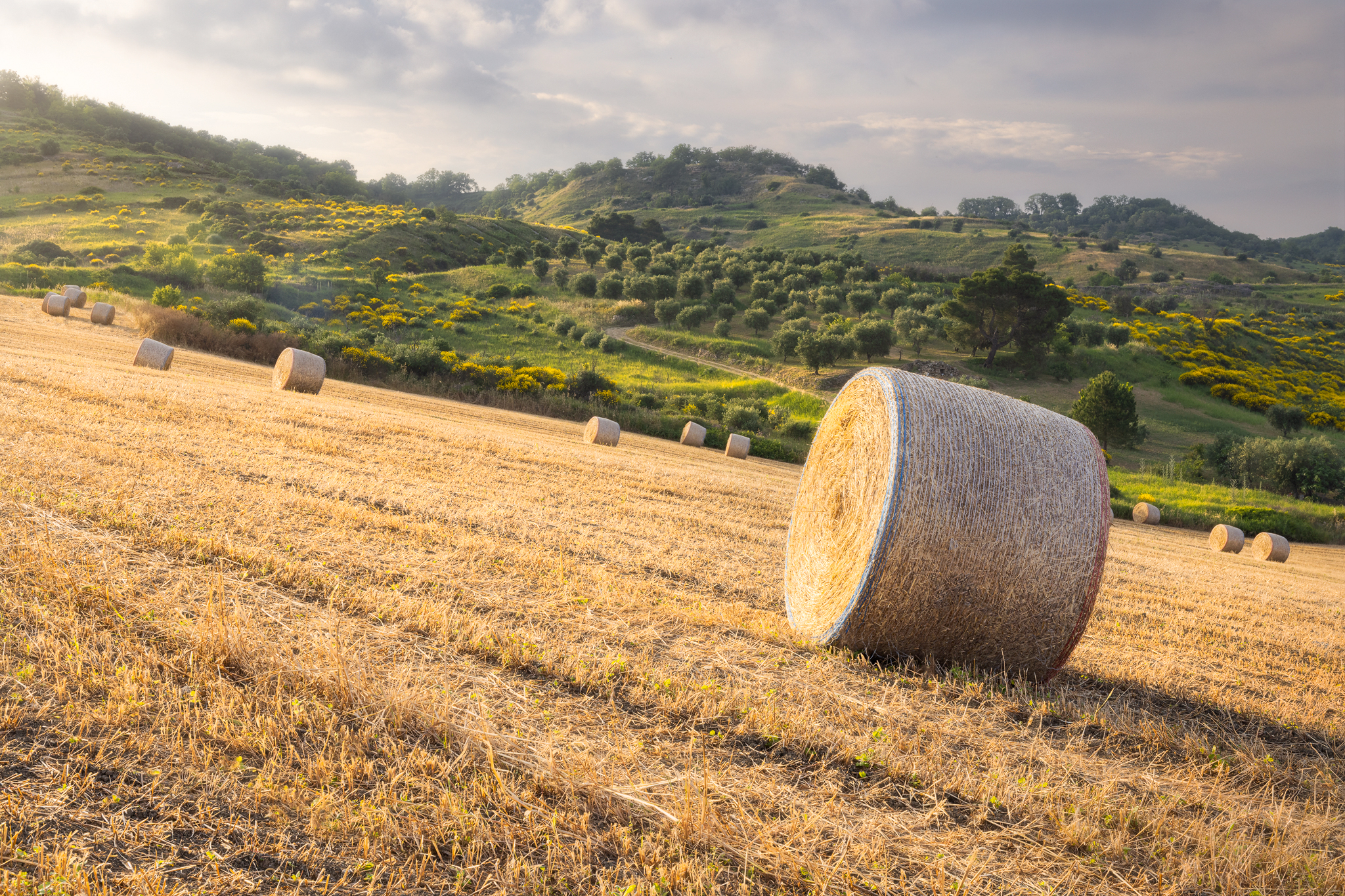 The Harvest