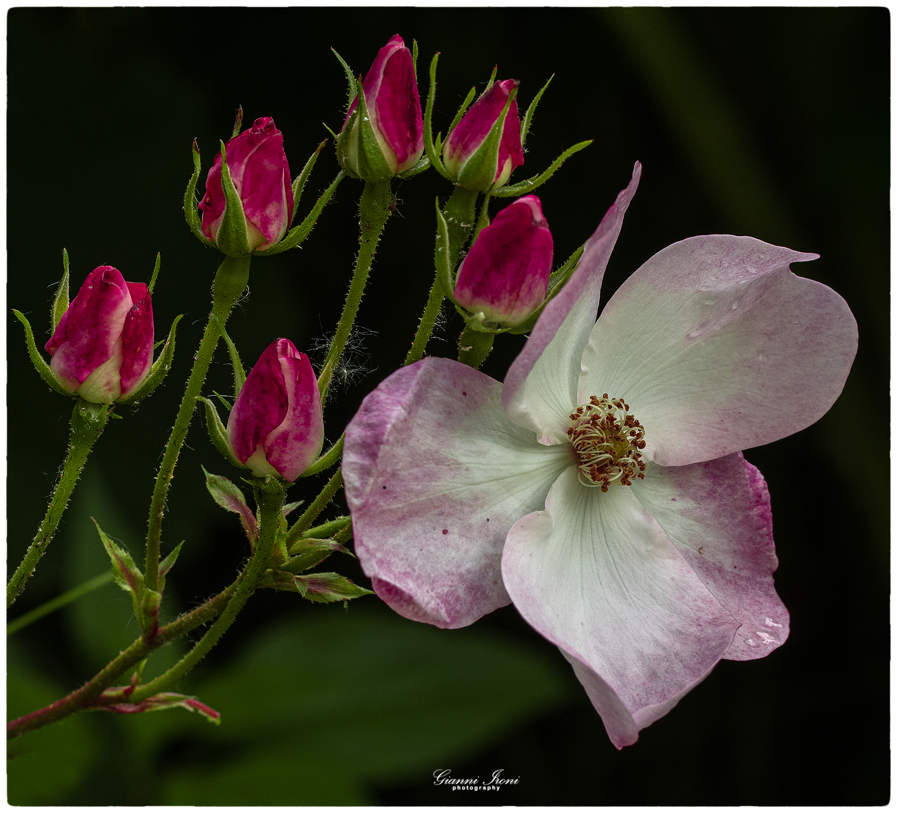 Setigera Rose