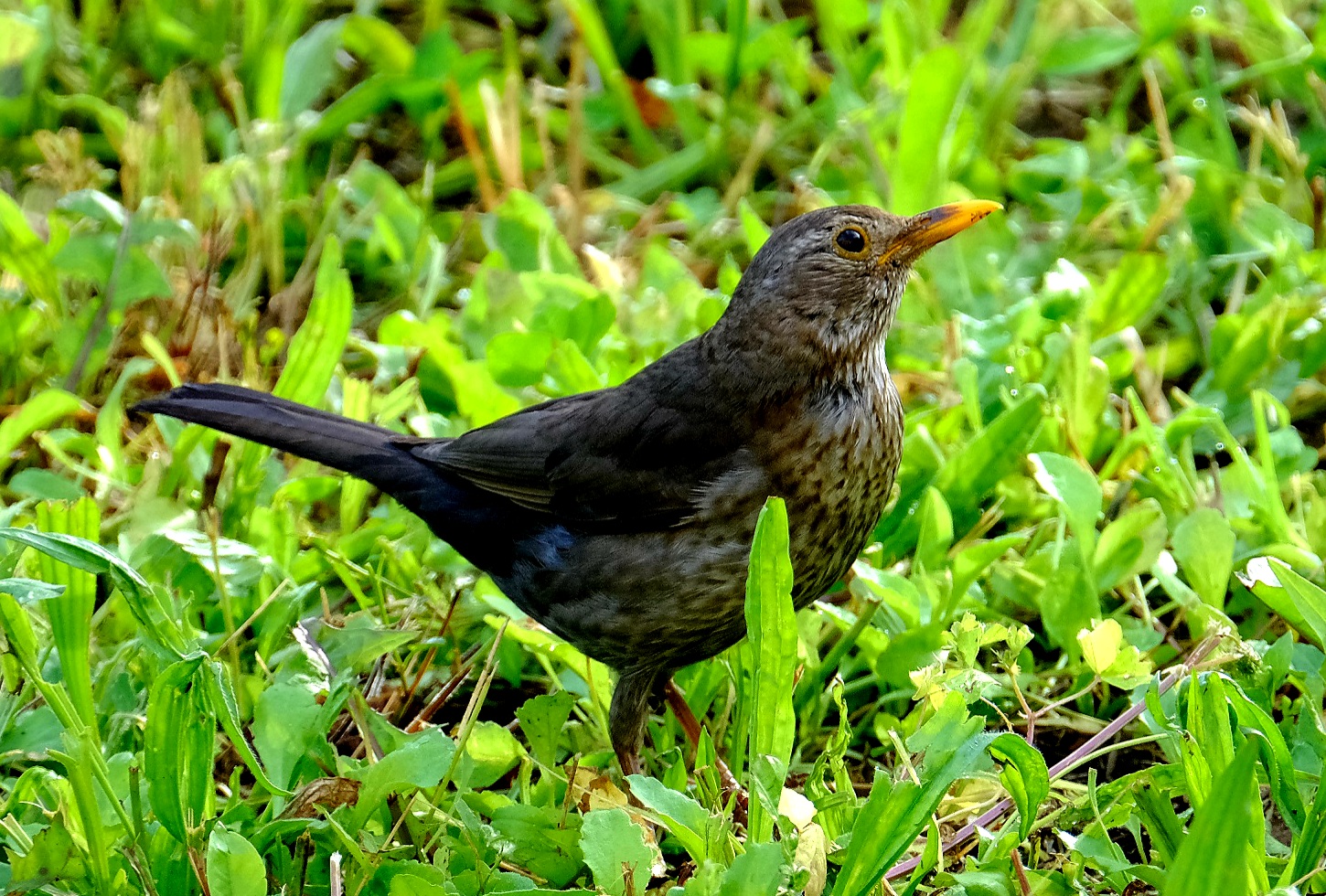 Thrush.