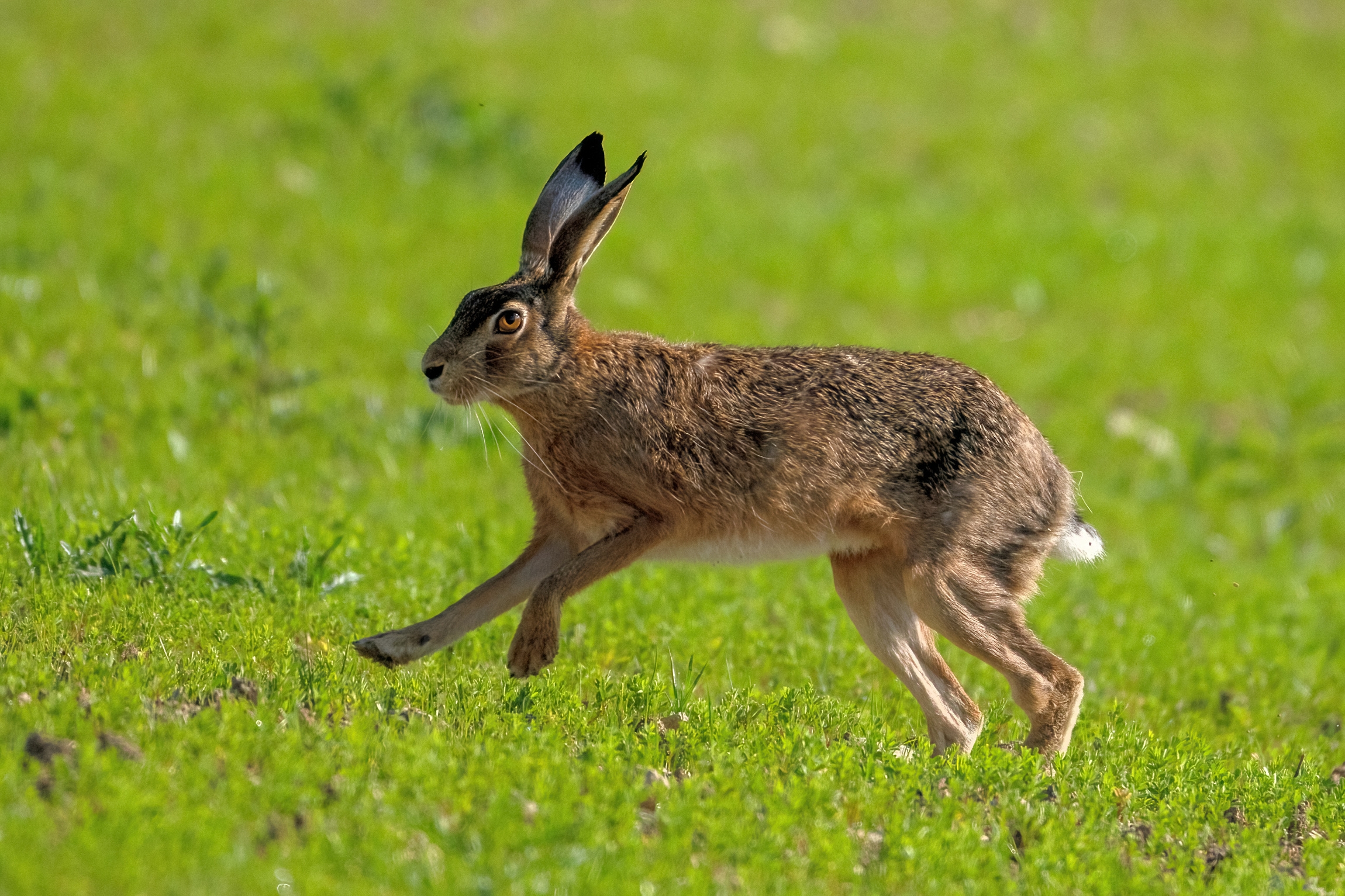 Lepre comune (Lepus europaeus)