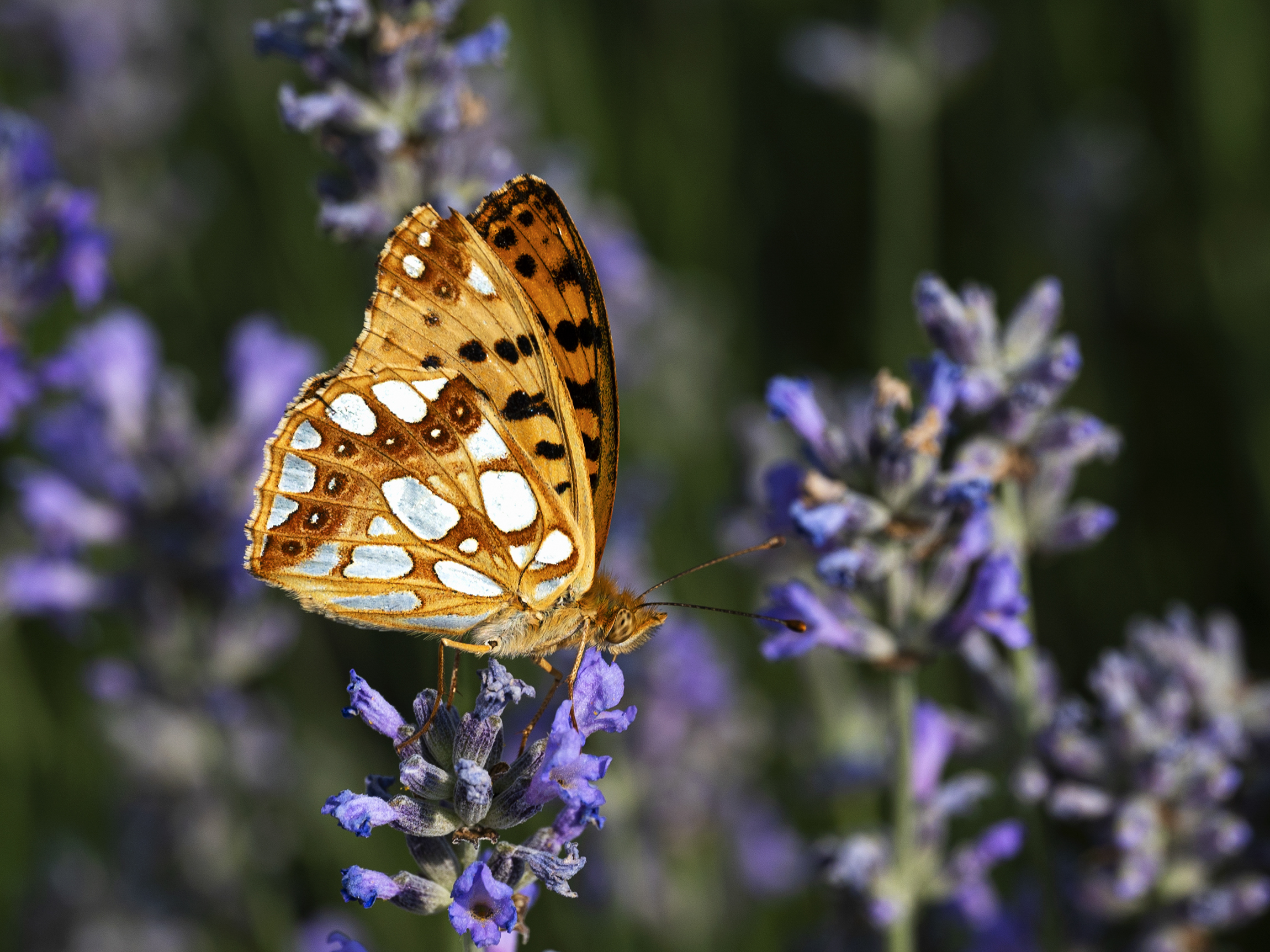Between lavender and butterflies