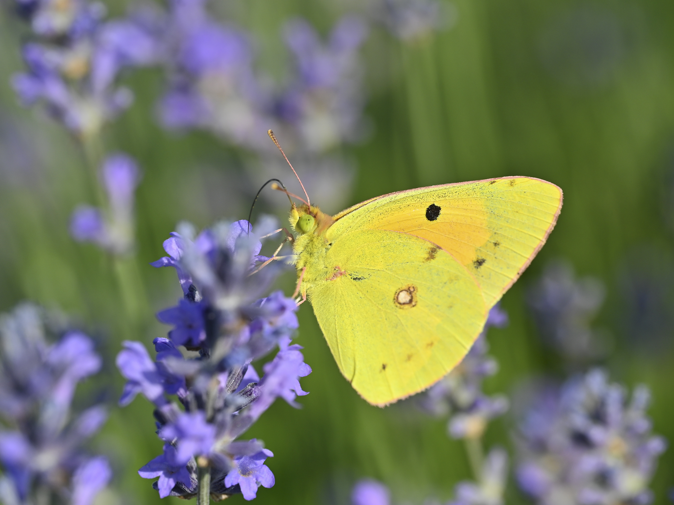 Between lavender and butterflies