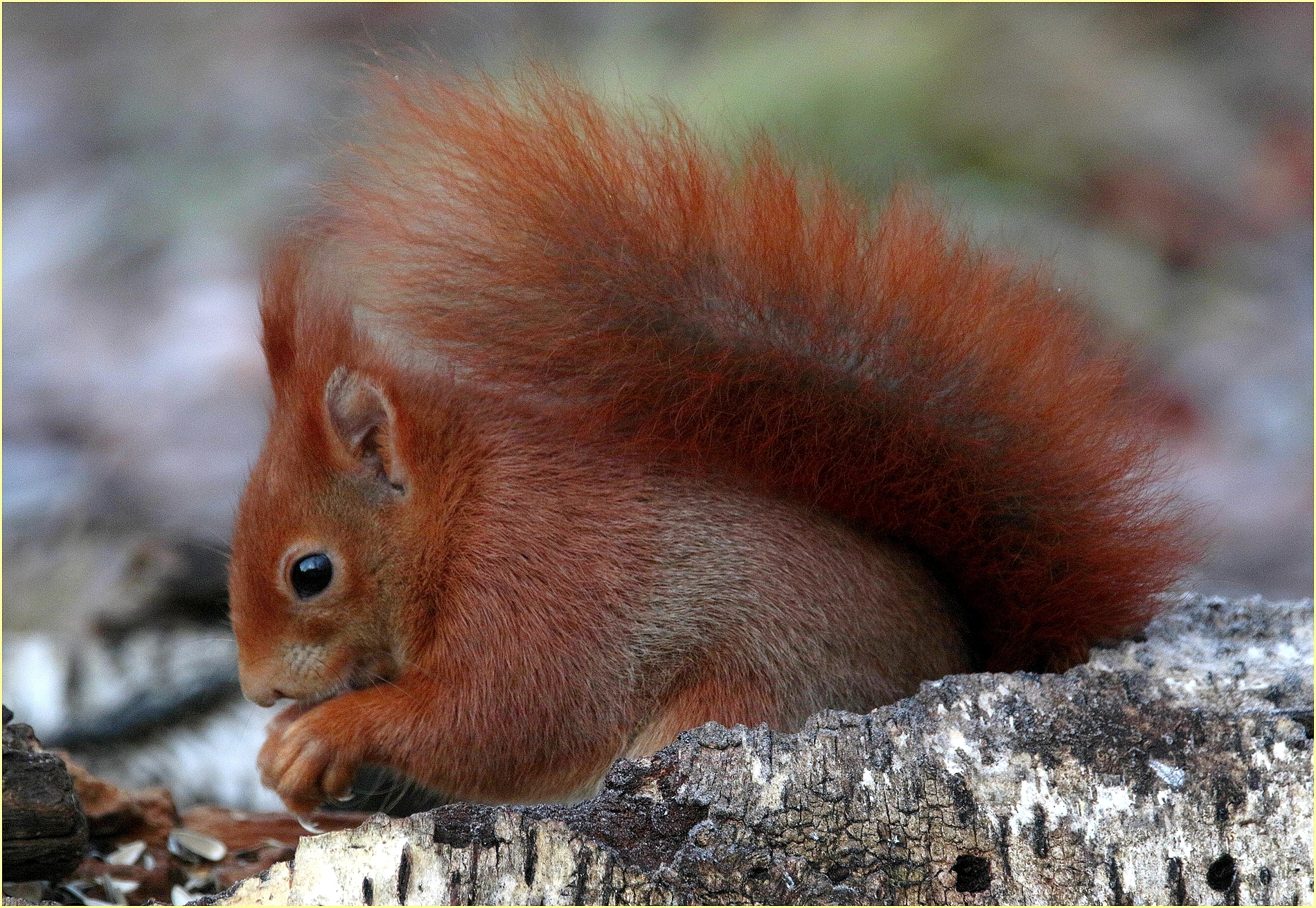 '' the Queen of the forest ''