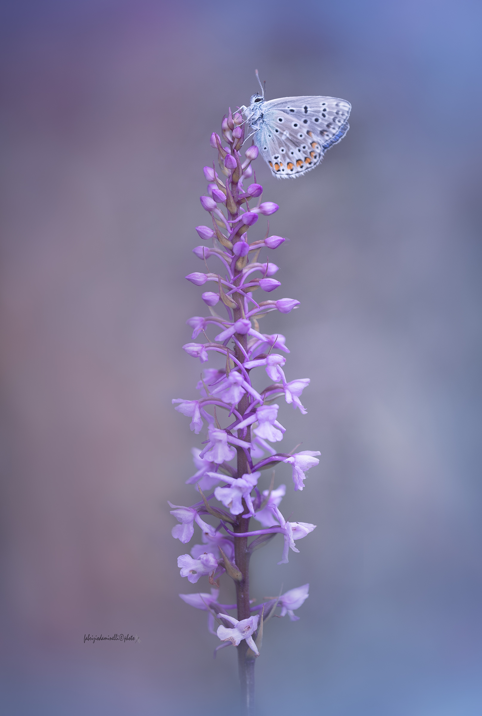 Lysandra bellargus- Adonis Blue on Gymnadenia conopsea