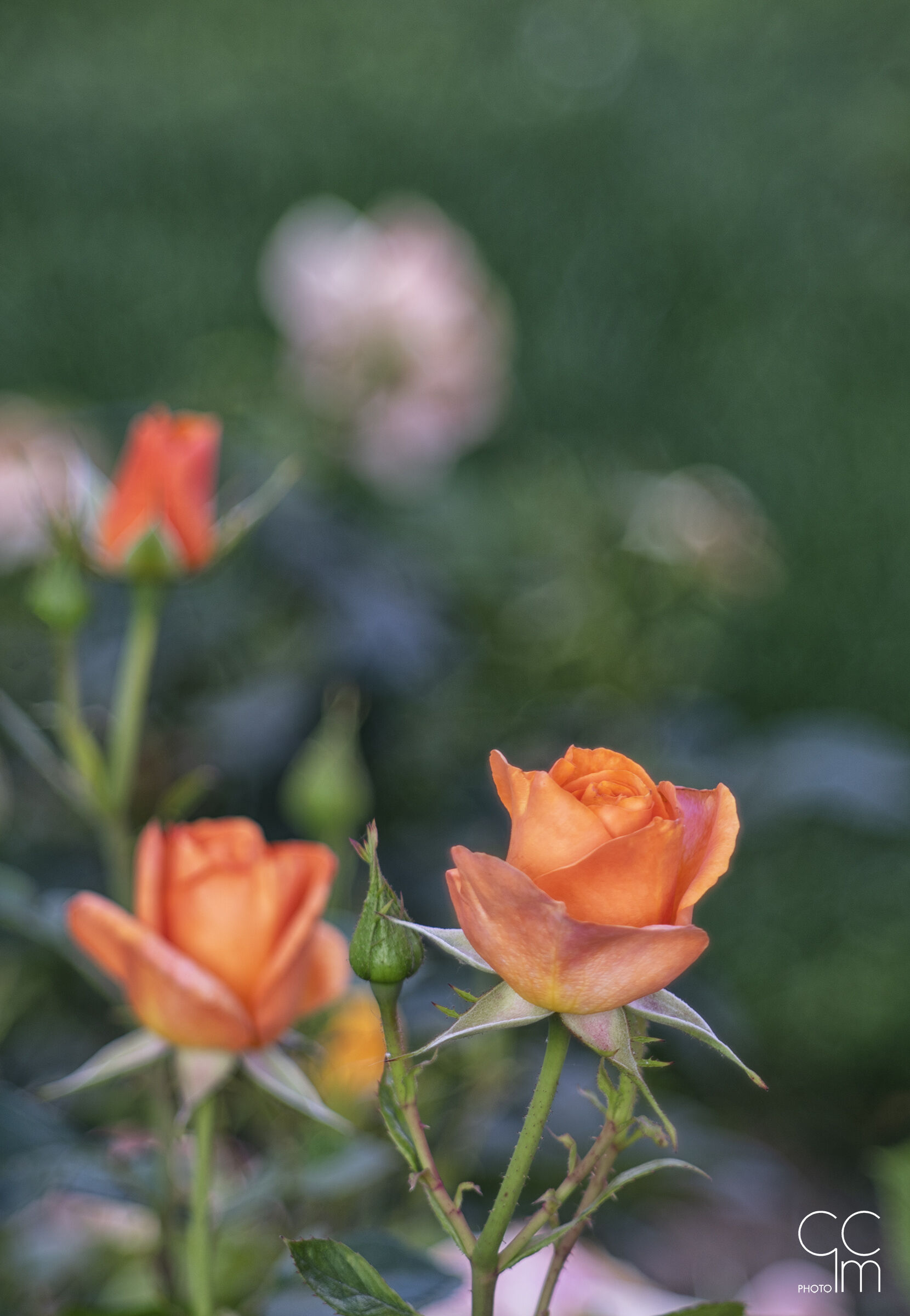 Roseto Reale in chiave vintage