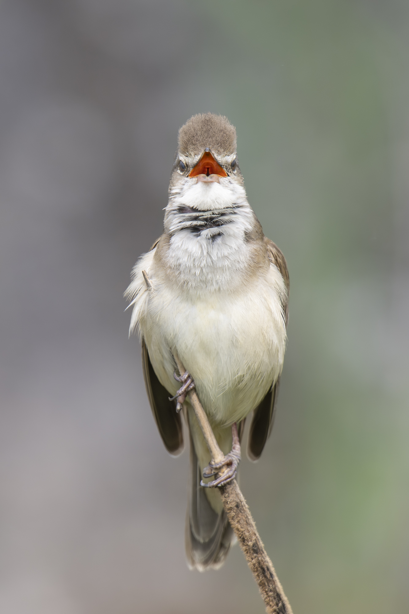 Great reed warbler