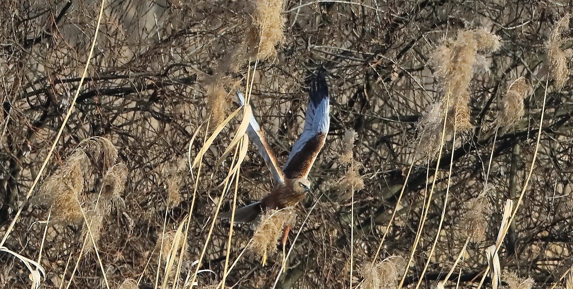 falco di palude 03-02-2023