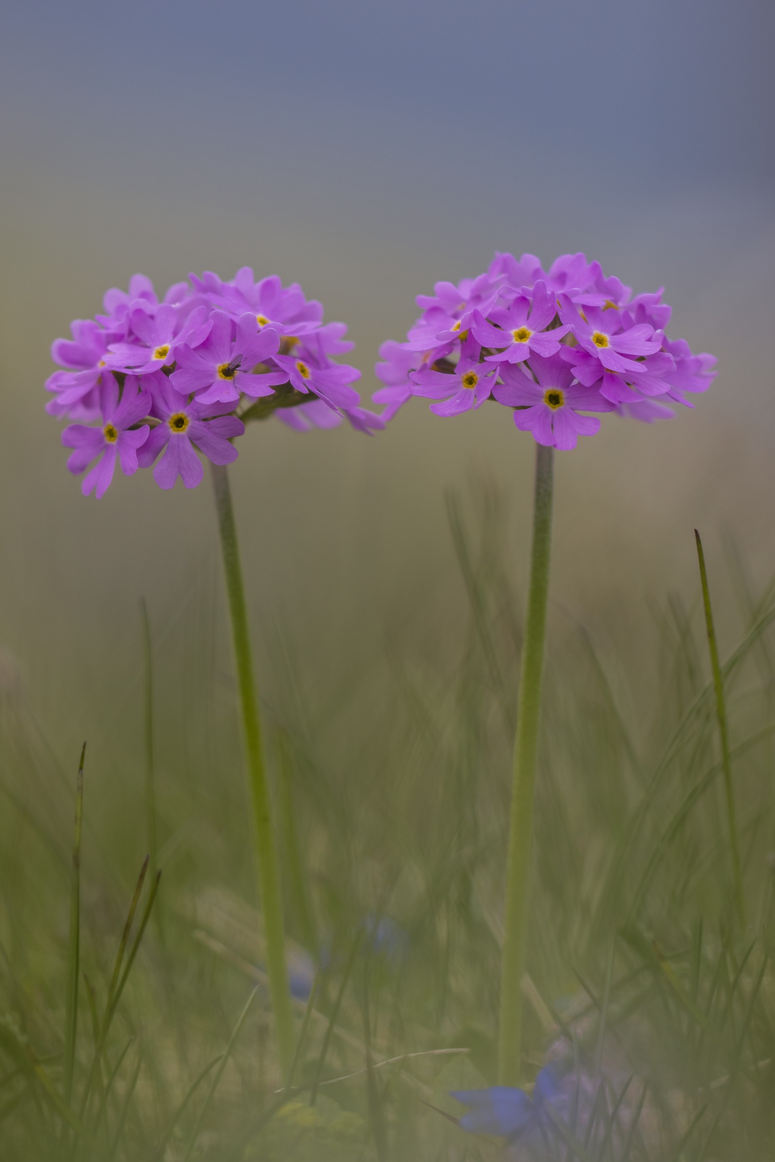 Primula Farinosa
