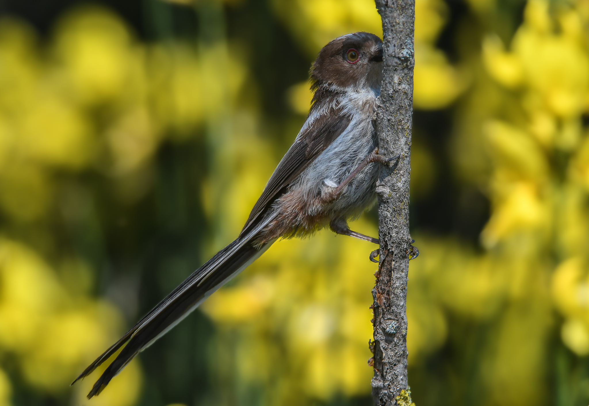 Codibugnolo che si nasconde