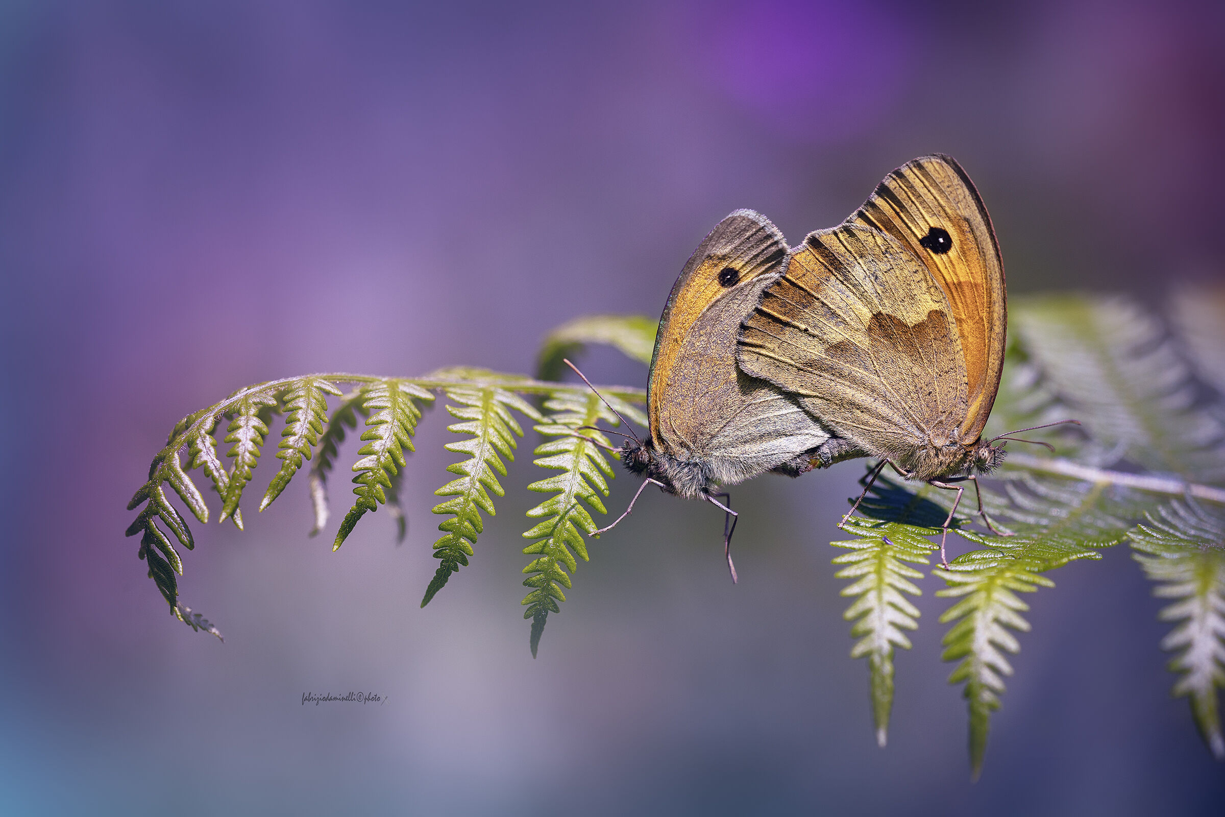 Maniola jurtina - Meadow Brown