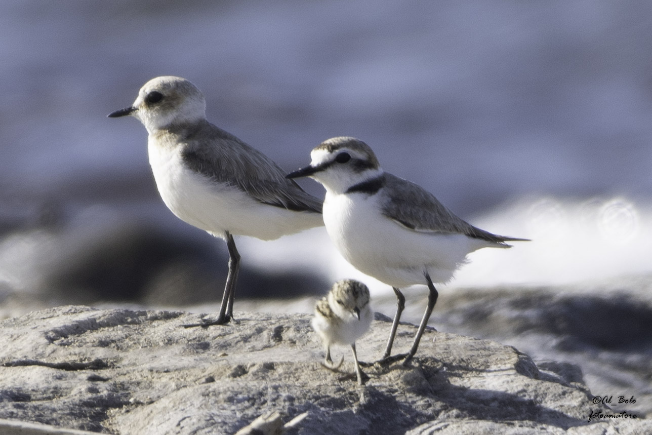 Il fratino (Charadrius alexandrinus) madre,padre,figlio
